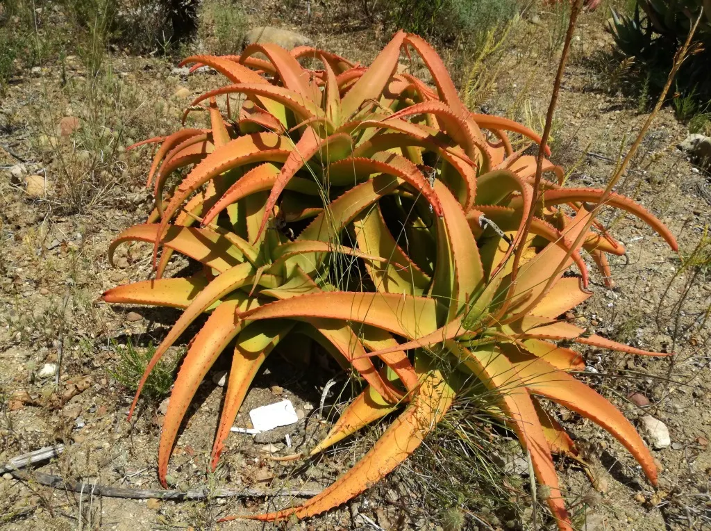 Bottle-Brush Aloe (Aloe Vanbalenii) — The yellow-orange flowers bloom atop 2-foot spikes