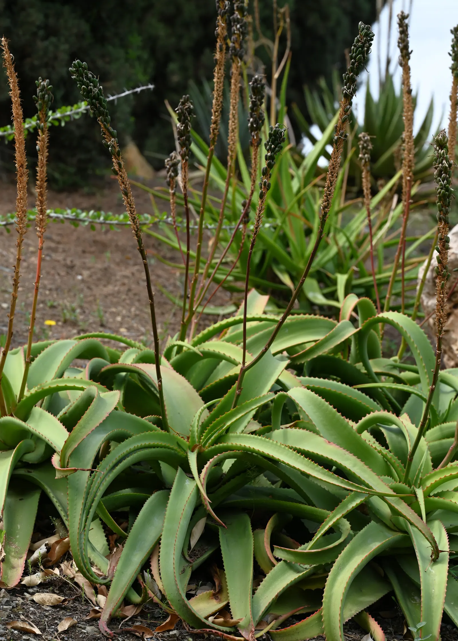Bottle-Brush Aloe (Aloe Vanbalenii) — eventually reaching a spread of approximately 5 to 6 feet in diameter