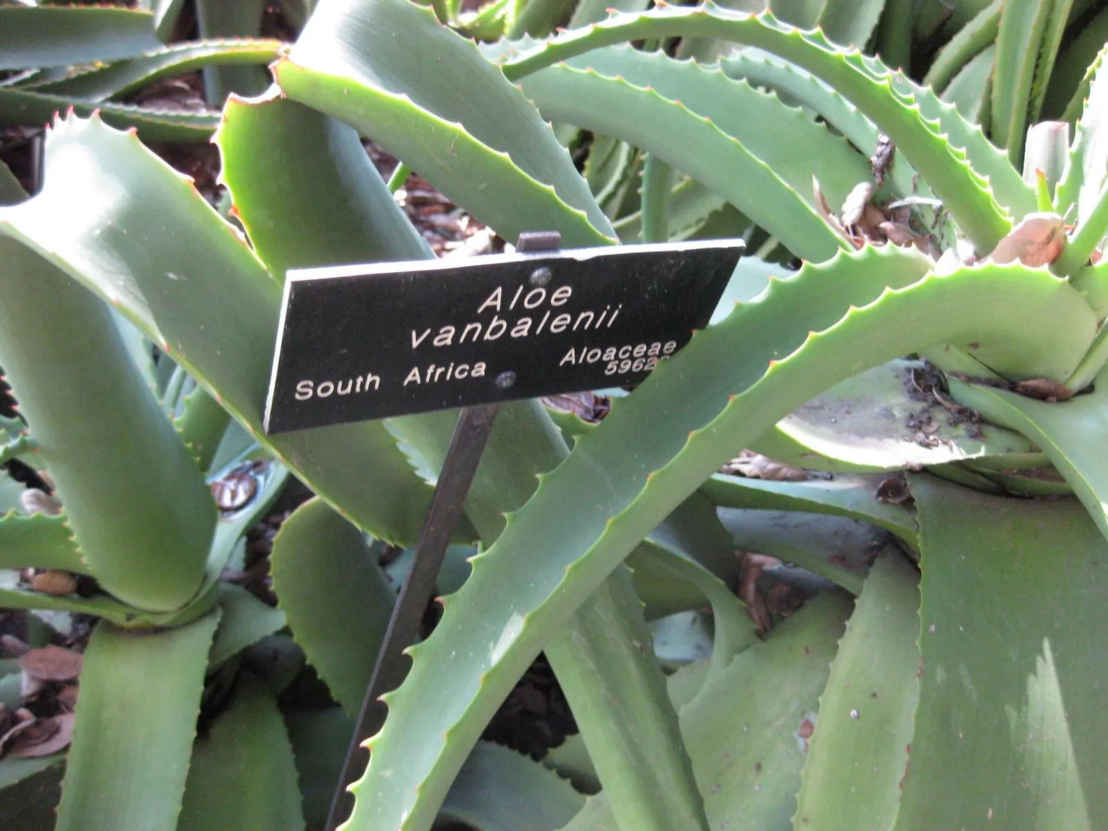 Bottle-Brush Aloe (Aloe Vanbalenii) — The Bottle-brush Aloe (Aloe vanbalenii) is a striking succulent