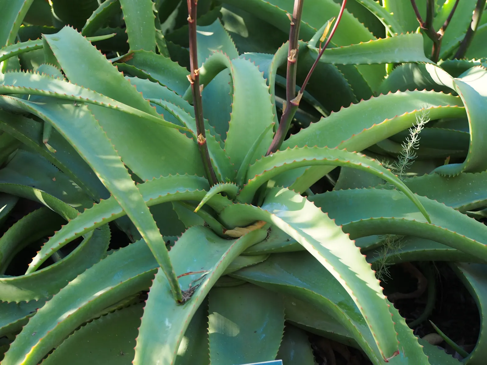 Bottle-Brush Aloe (Aloe Vanbalenii) — this aloe requires well-draining soil and should be placed in an area with full to partial sun exposure