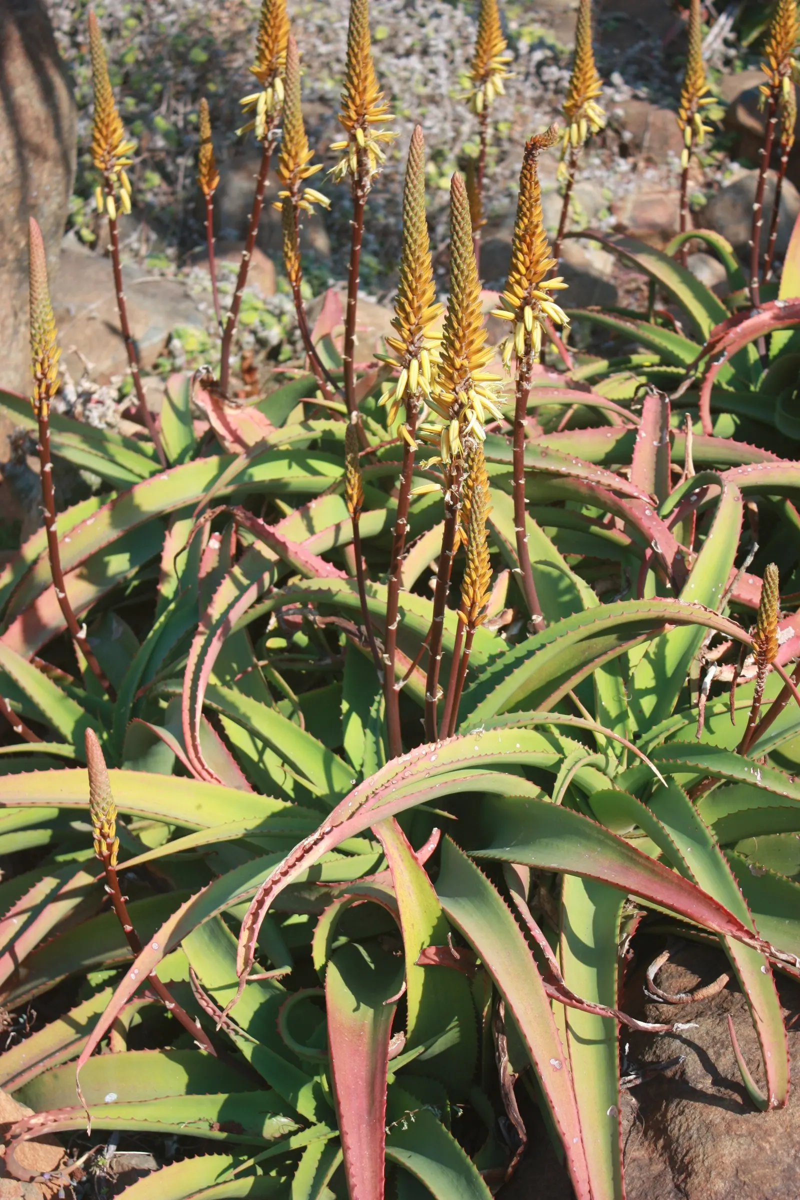 Bottle-Brush Aloe (Aloe Vanbalenii) — This perennial plant is native to South Africa and exhibits a remarkable form with its elongated