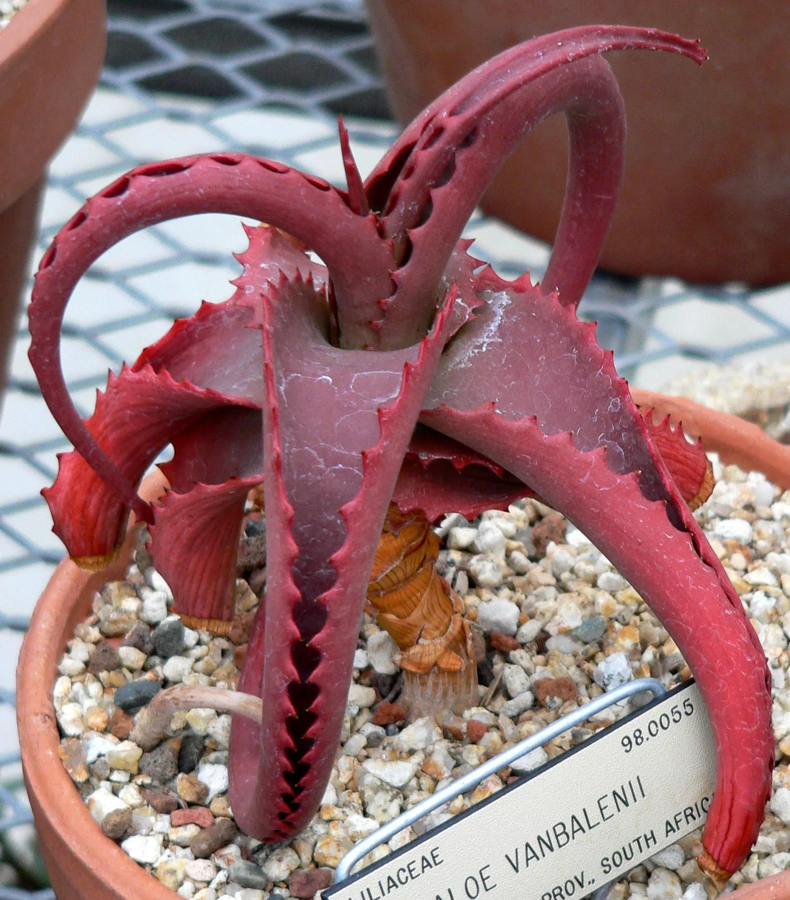 Bottle-Brush Aloe (Aloe Vanbalenii) — reddish-gold leaves that resemble a bottle brush; and dry borders.<br><br>During the cooler months