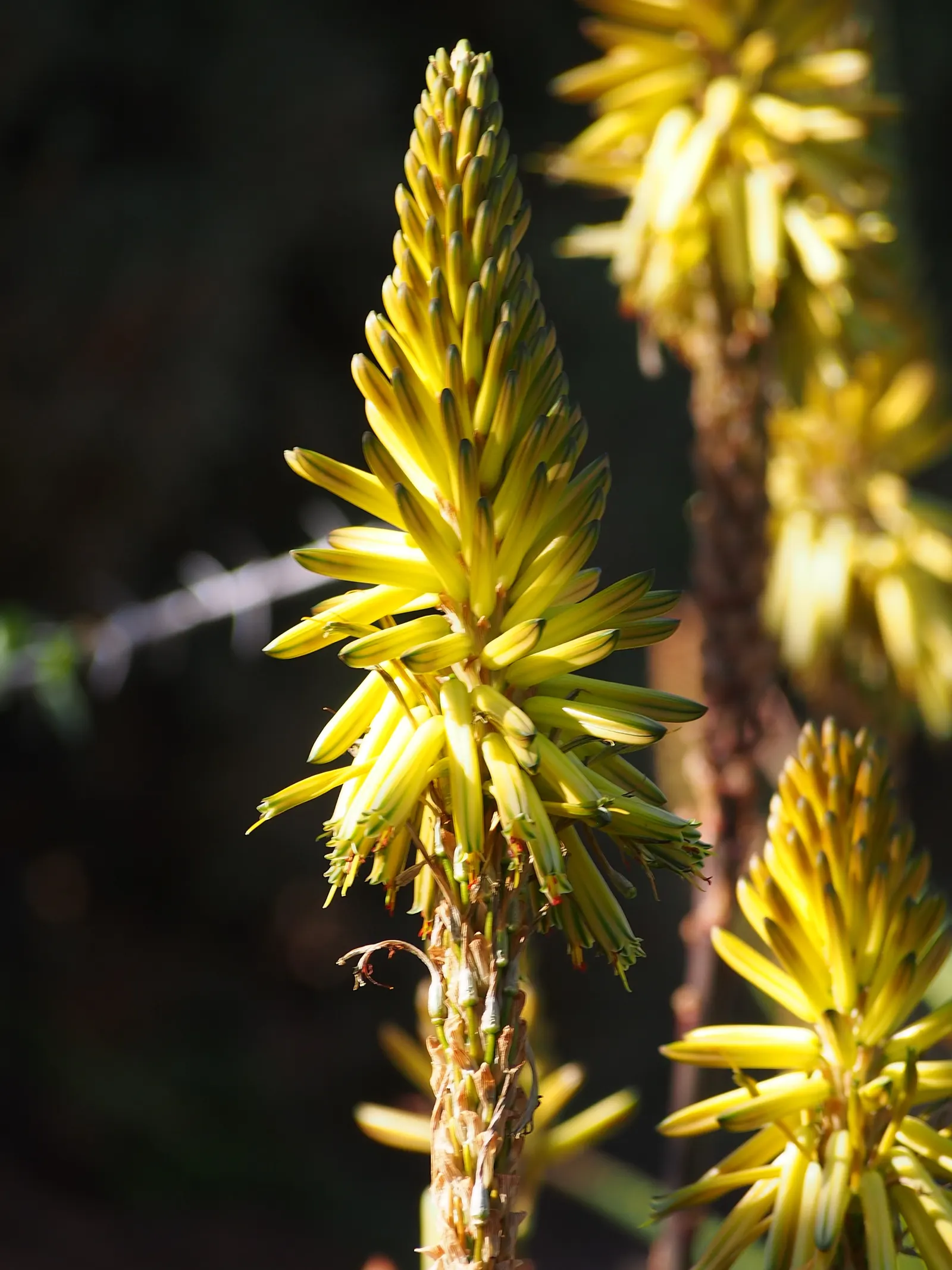Bottle-Brush Aloe (Aloe Vanbalenii) — Regular spacing of around 4 to 6 feet between plants will allow for proper growth and air circulation