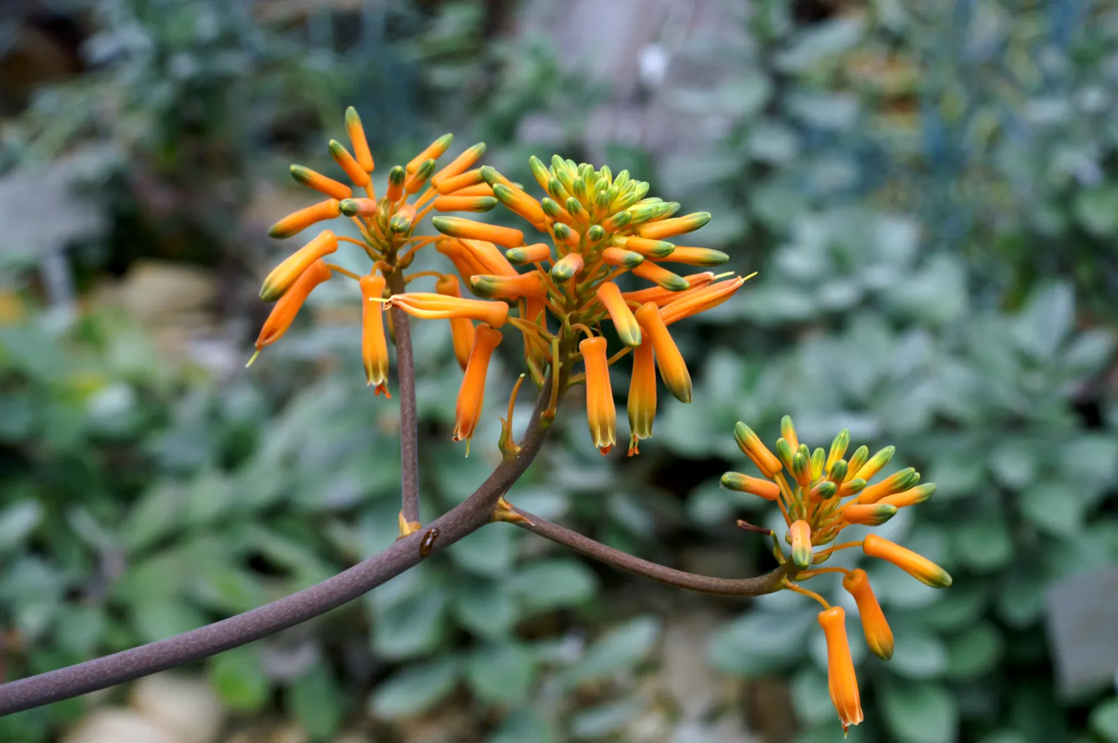 Bottle-Brush Aloe (Aloe Vanbalenii) — succulent for full