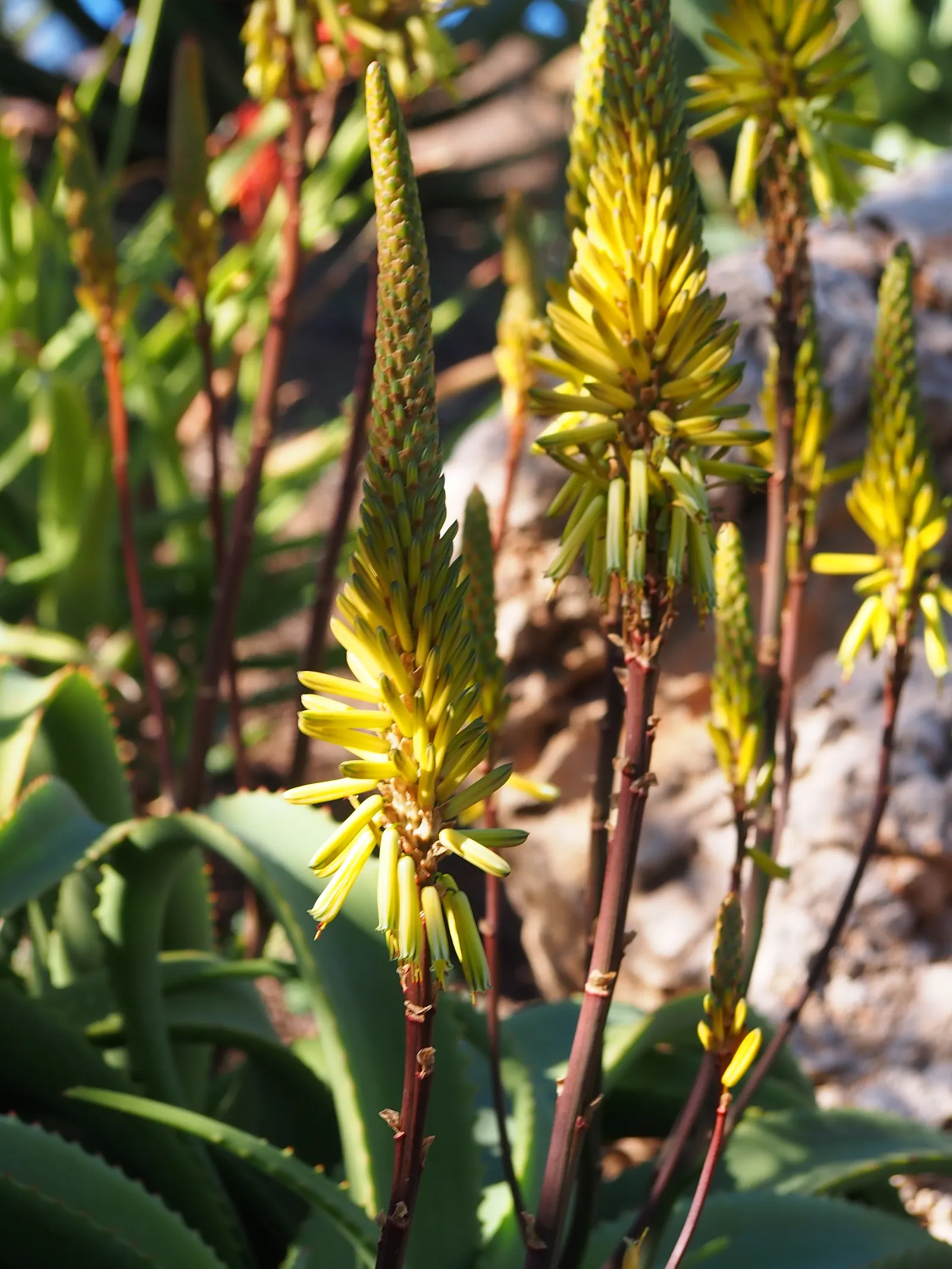 Bottle-Brush Aloe (Aloe Vanbalenii) — though it should be protected from extended freezes