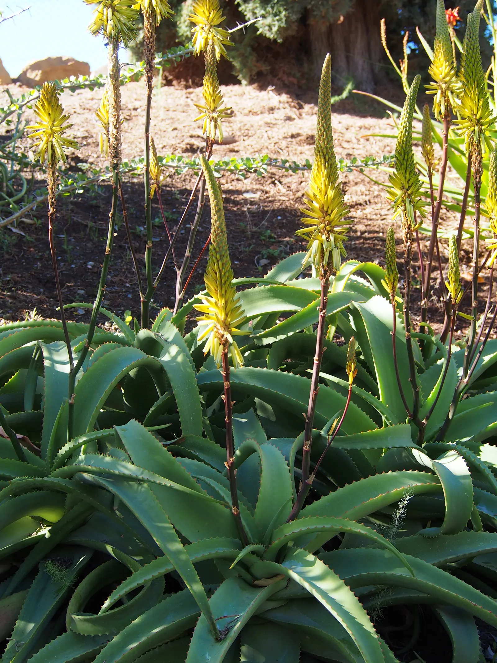 Bottle-Brush Aloe (Aloe Vanbalenii) — orange flowers in the garden