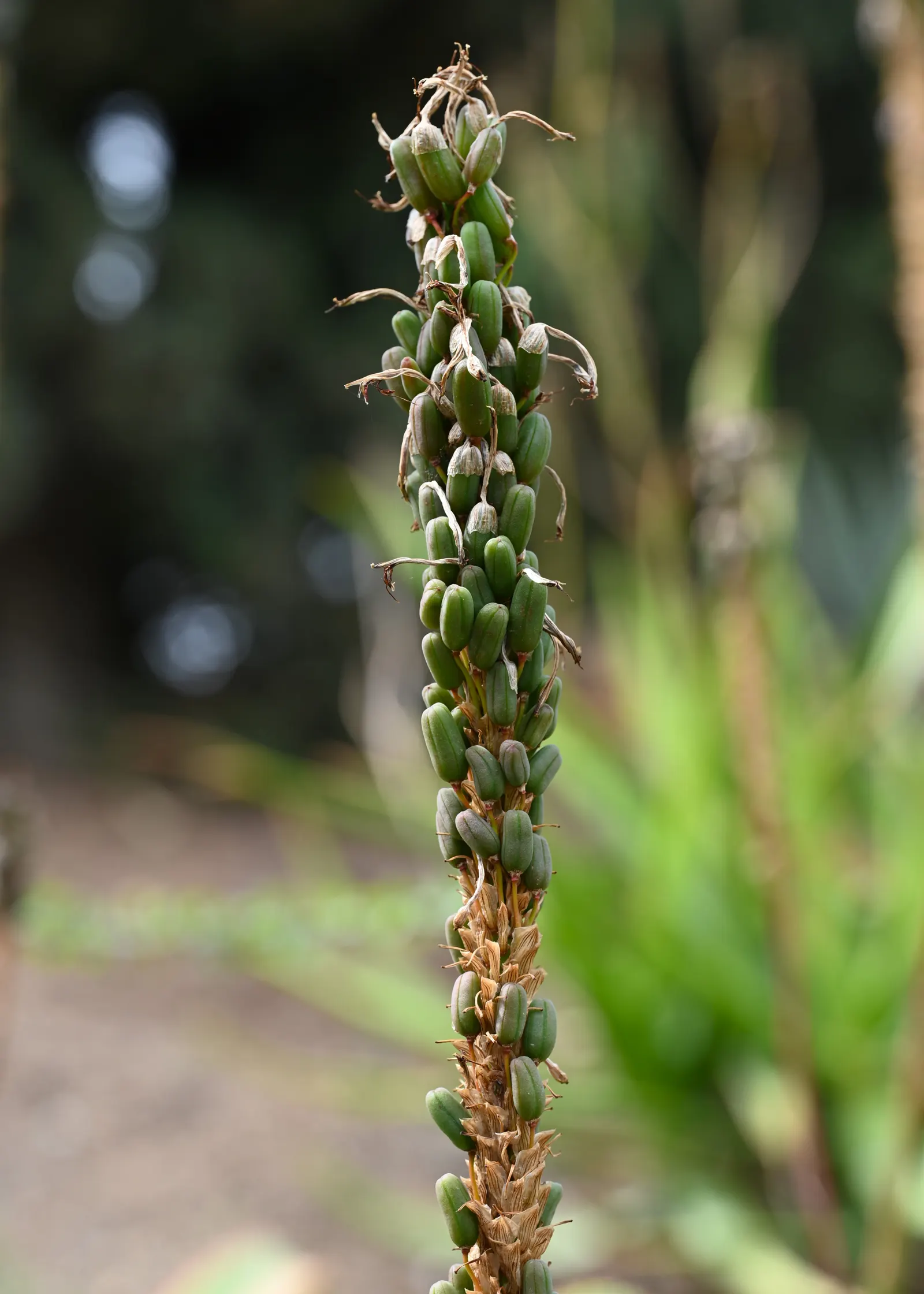 Bottle-Brush Aloe (Aloe Vanbalenii) — curved leaves that can reach up to 18 inches in length