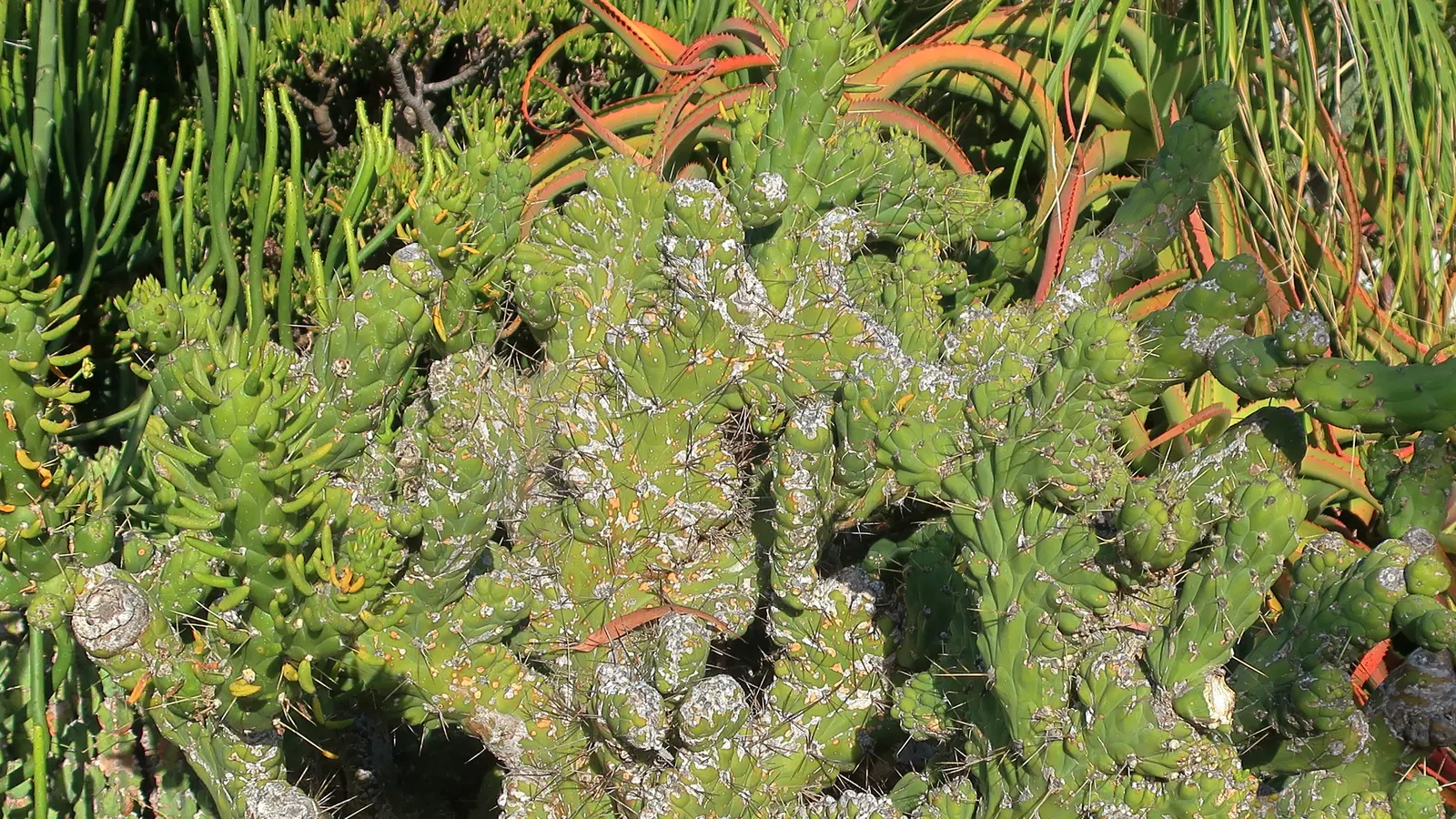 Bottle-Brush Aloe (Aloe Vanbalenii) — Thriving in USDA zones 9-11, it stretches up to 5 feet across and 2 feet tall