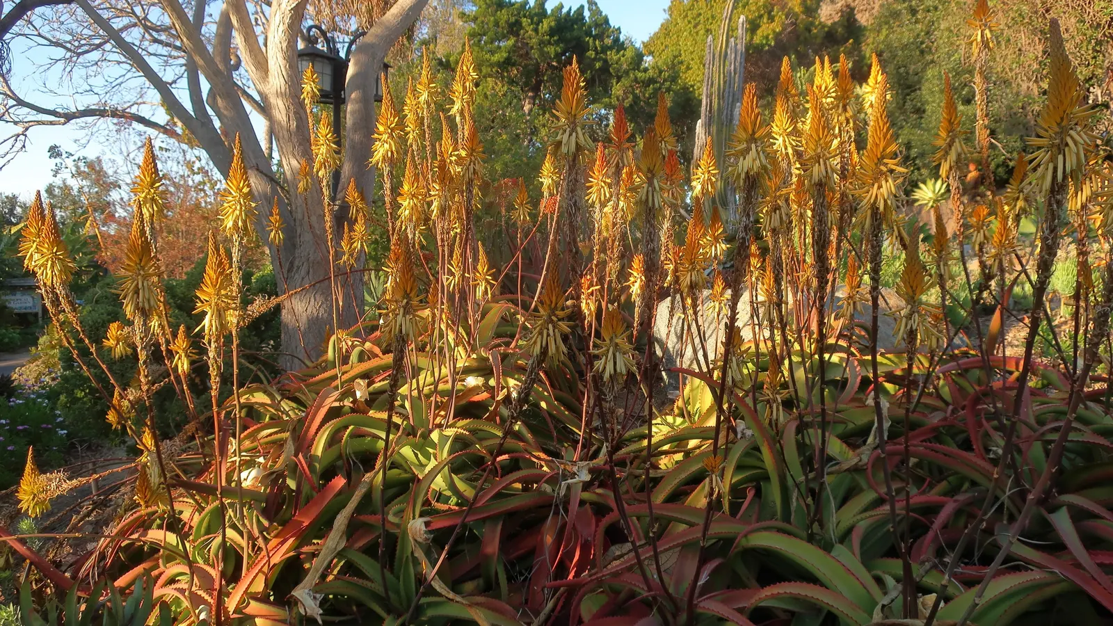 Bottle-Brush Aloe (Aloe Vanbalenii) — Thriving in USDA zones 9-11, it stretches up to 5 feet across and 2 feet tall; this succulent is particularly suited to