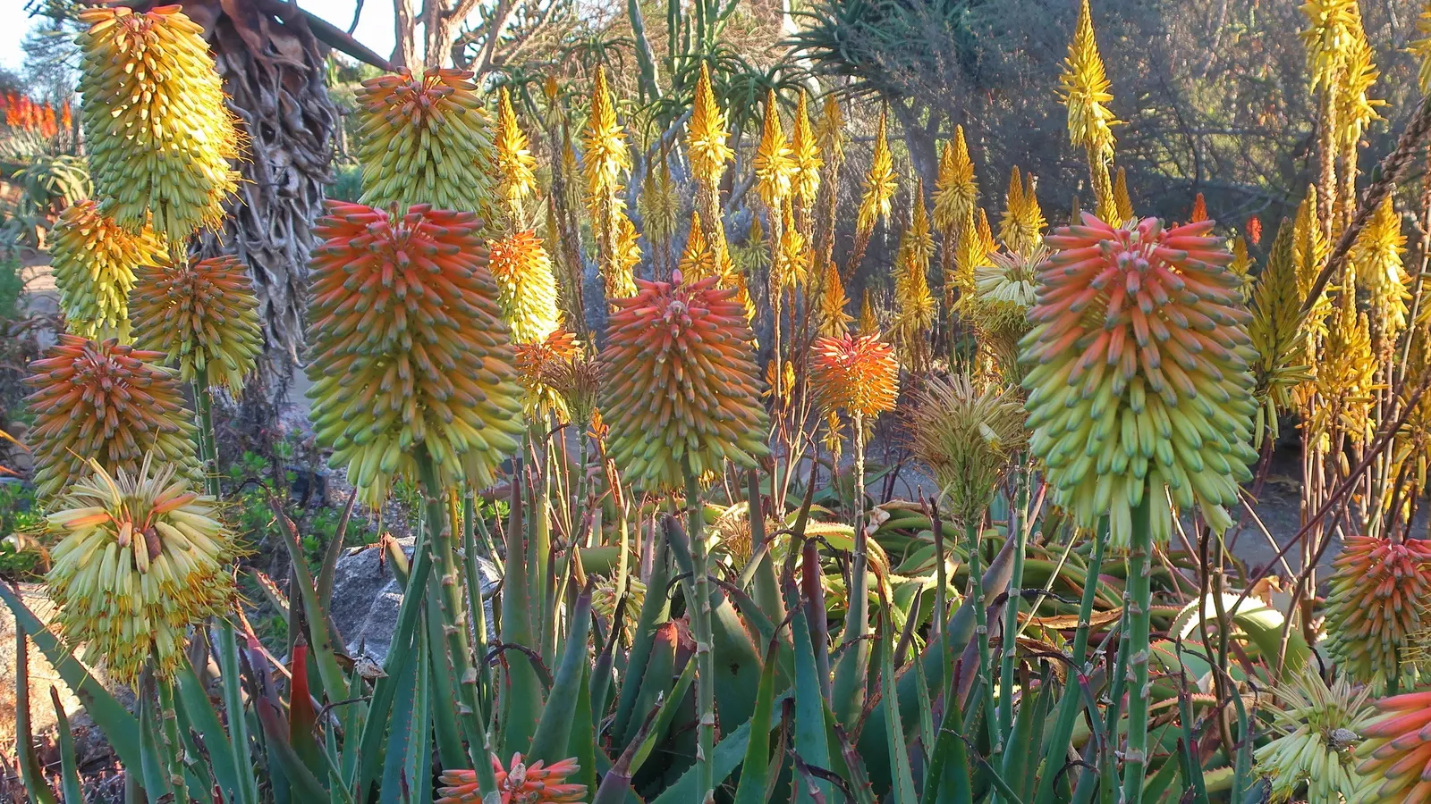 Bottle-Brush Aloe (Aloe Vanbalenii) — reddish-gold leaves that resemble a bottle brush