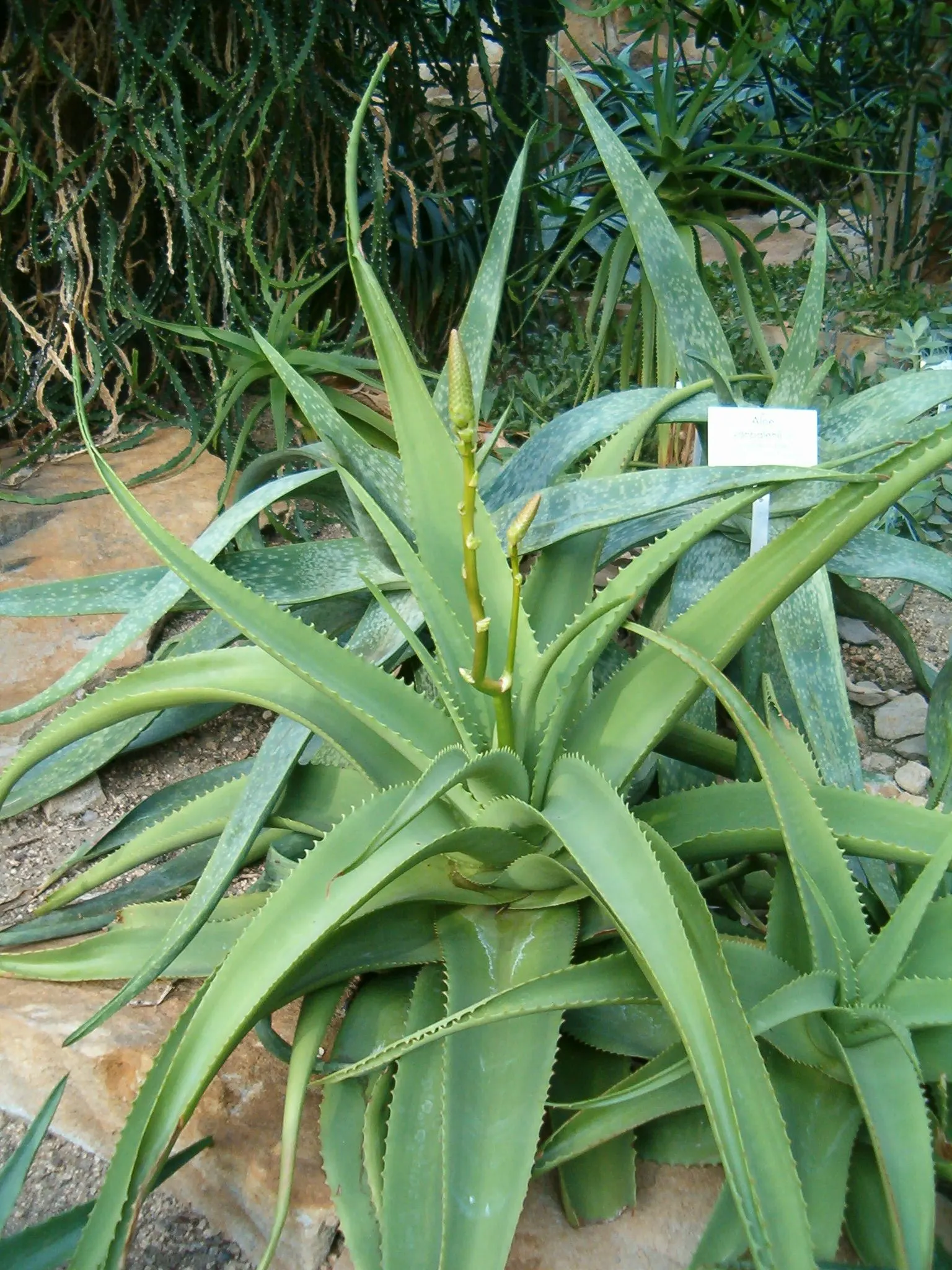 Bottle-Brush Aloe (Aloe Vanbalenii) — succulent with orange blooms