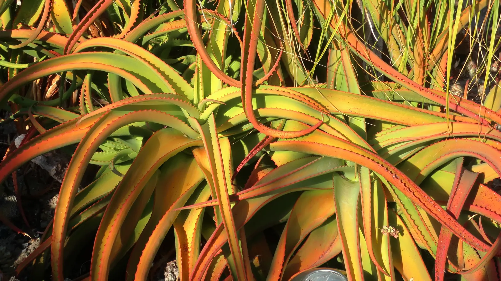 Bottle-Brush Aloe (Aloe Vanbalenii) — enriching the biodiversity of the garden.<br><br>Ideally situated in USDA zones 9 to 11