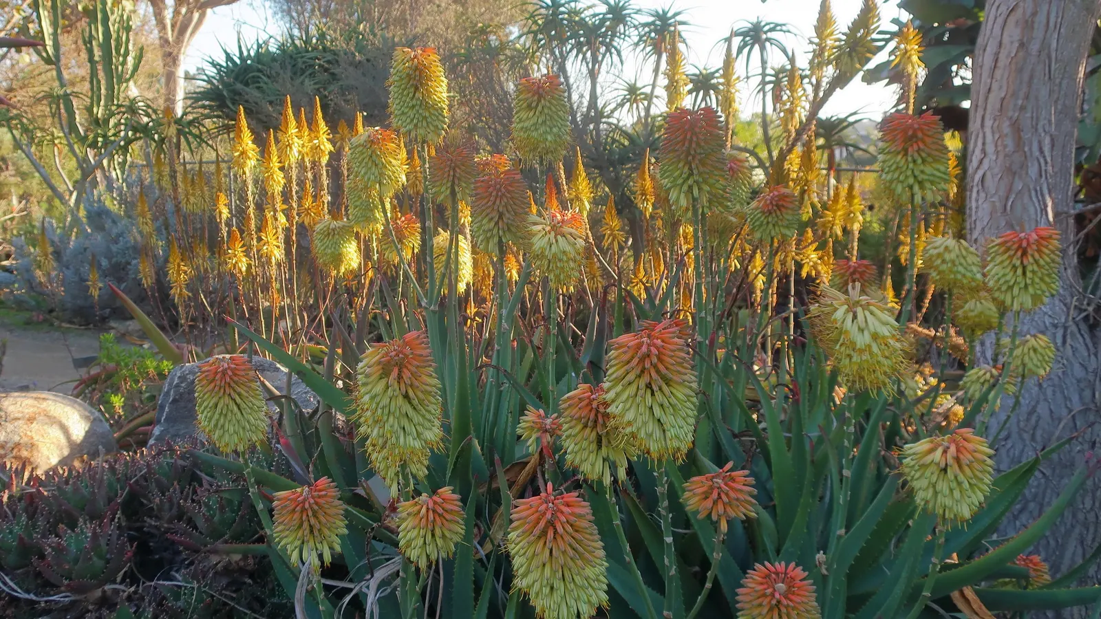Bottle-Brush Aloe (Aloe Vanbalenii) — this low-maintenance plant prefers full sun to partial shade and requires well-draining soil