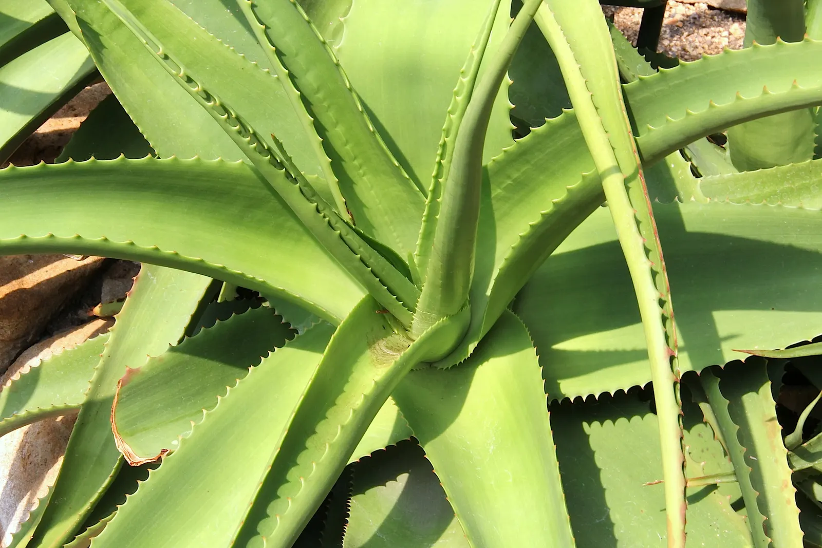 Bottle-Brush Aloe (Aloe Vanbalenii) — this succulent is particularly suited to xeriscaping and is tolerant of occasional frost