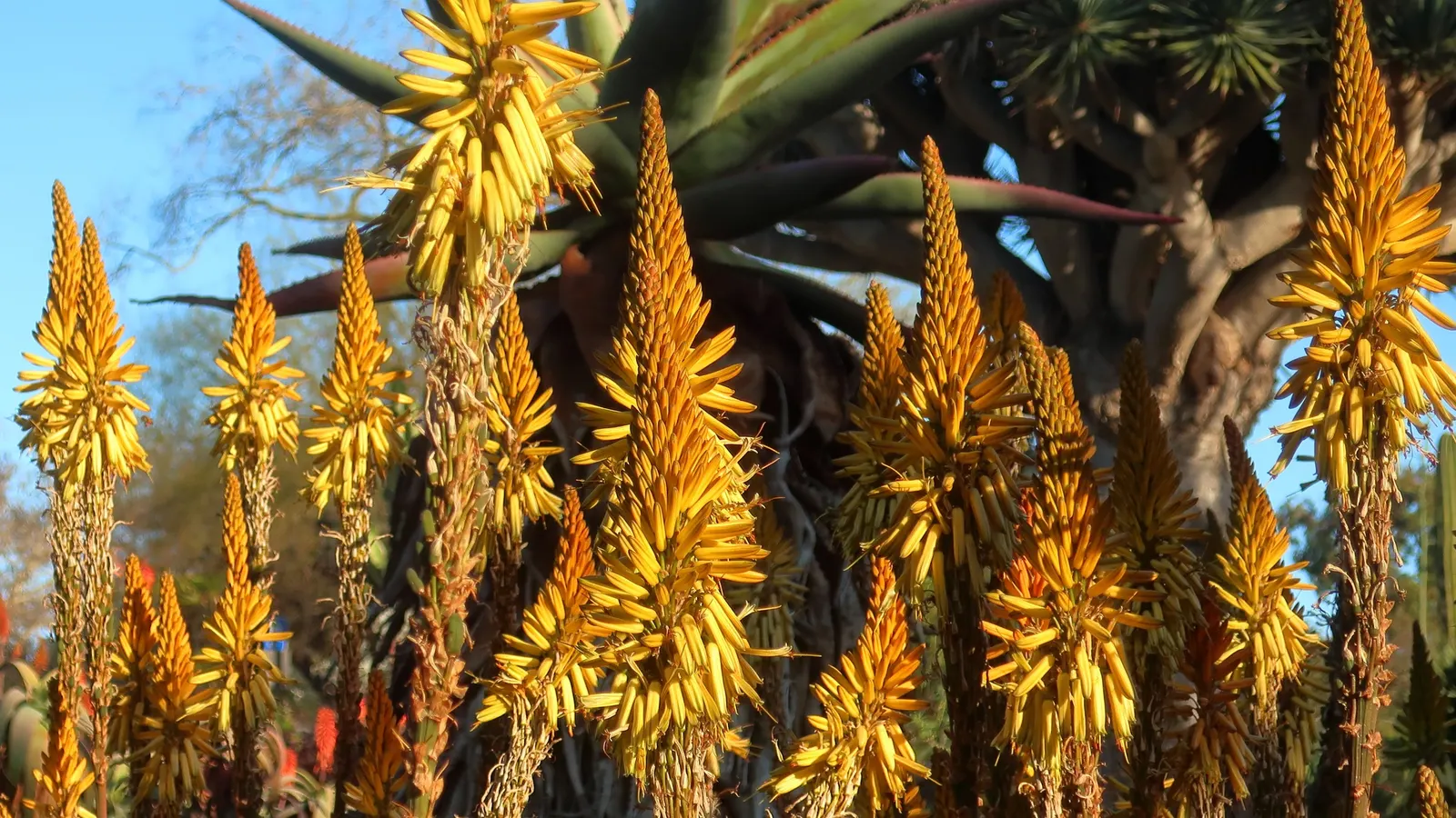 Bottle-Brush Aloe (Aloe Vanbalenii) — branched inflorescences of tubular