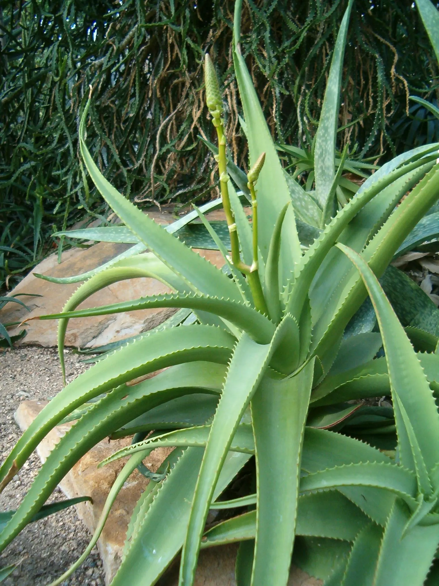Bottle-Brush Aloe (Aloe Vanbalenii) — reducing the risk of disease
