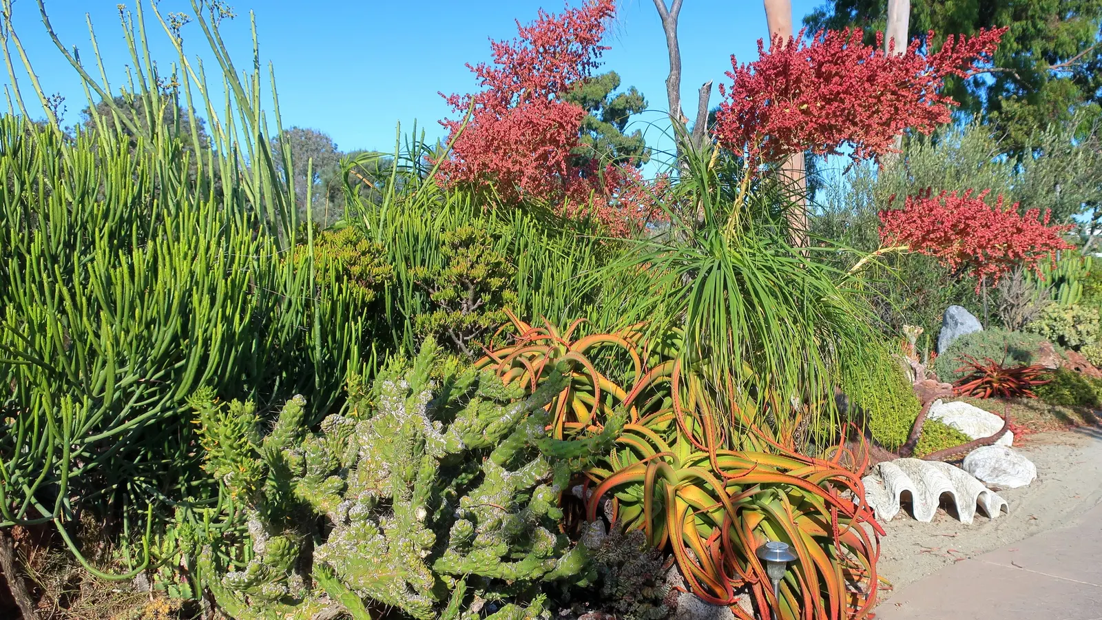 Bottle-Brush Aloe (Aloe Vanbalenii) — attracting pollinators and adding vibrant color to arid landscapes