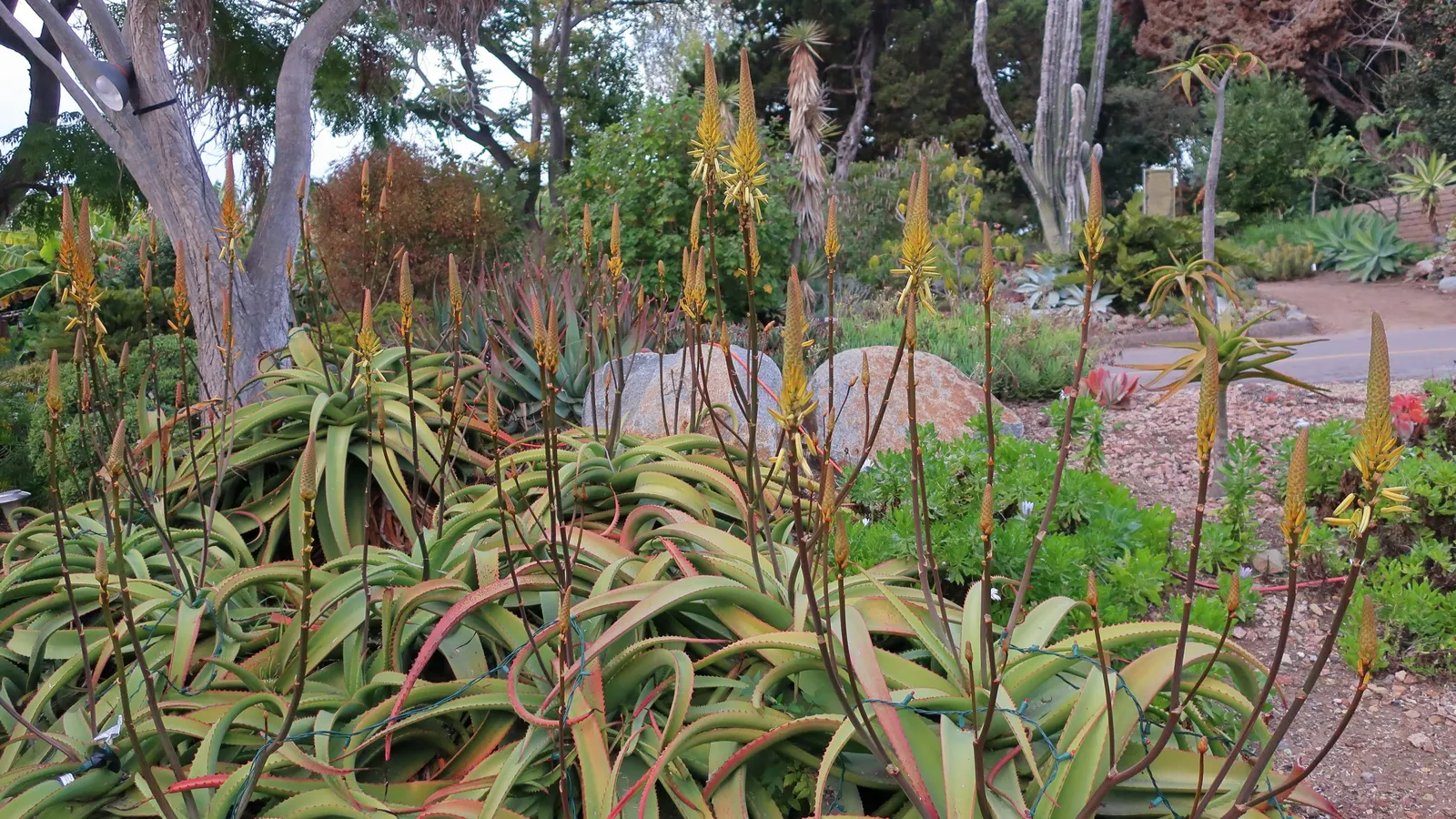 Bottle-Brush Aloe (Aloe Vanbalenii) — The Bottle-brush Aloe (Aloe vanbalenii) is a striking succulent; this low-maintenance plant prefers full sun to partial