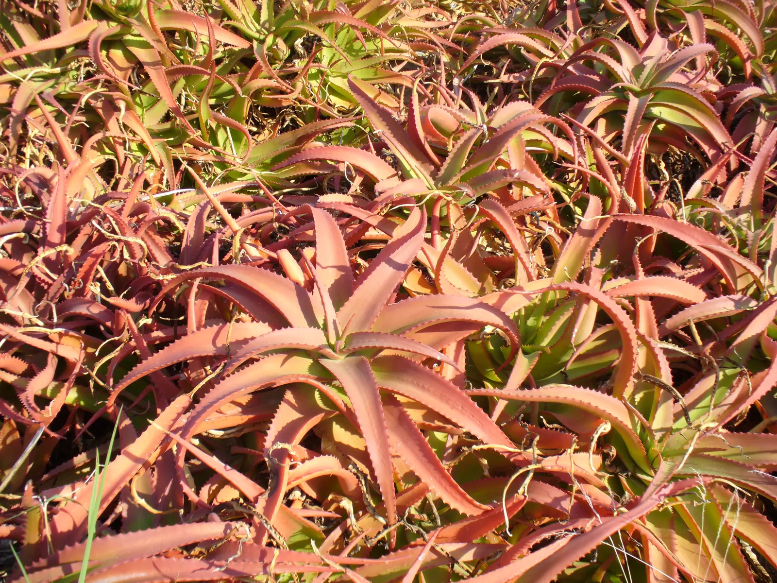 Bottle-Brush Aloe (Aloe Vanbalenii) — With a minimal water requirement