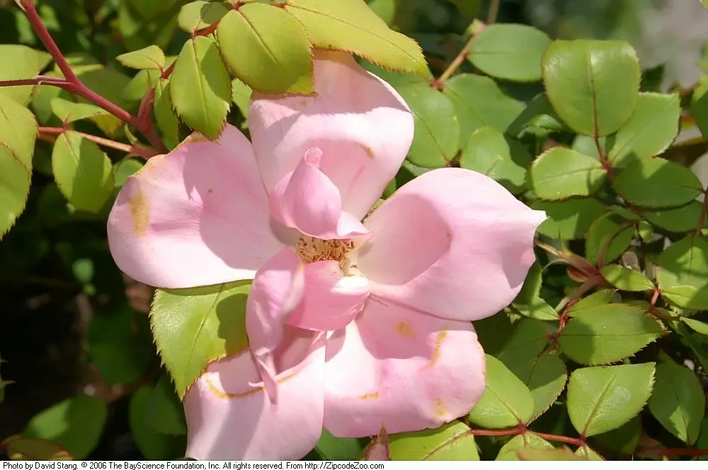 Radyod Knock Out&reg; Shrub Rose (Rosa 'Radyod' Knock Out) — pleasant fragrance and appear continuously from early summer until the first hard frost