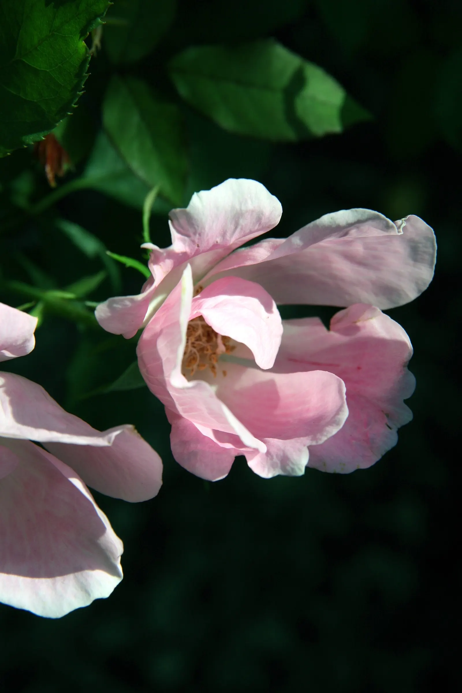 Radyod Knock Out&reg; Shrub Rose (Rosa 'Radyod' Knock Out) — This low-maintenance variety resists common rose diseases and blooms continuously from spring