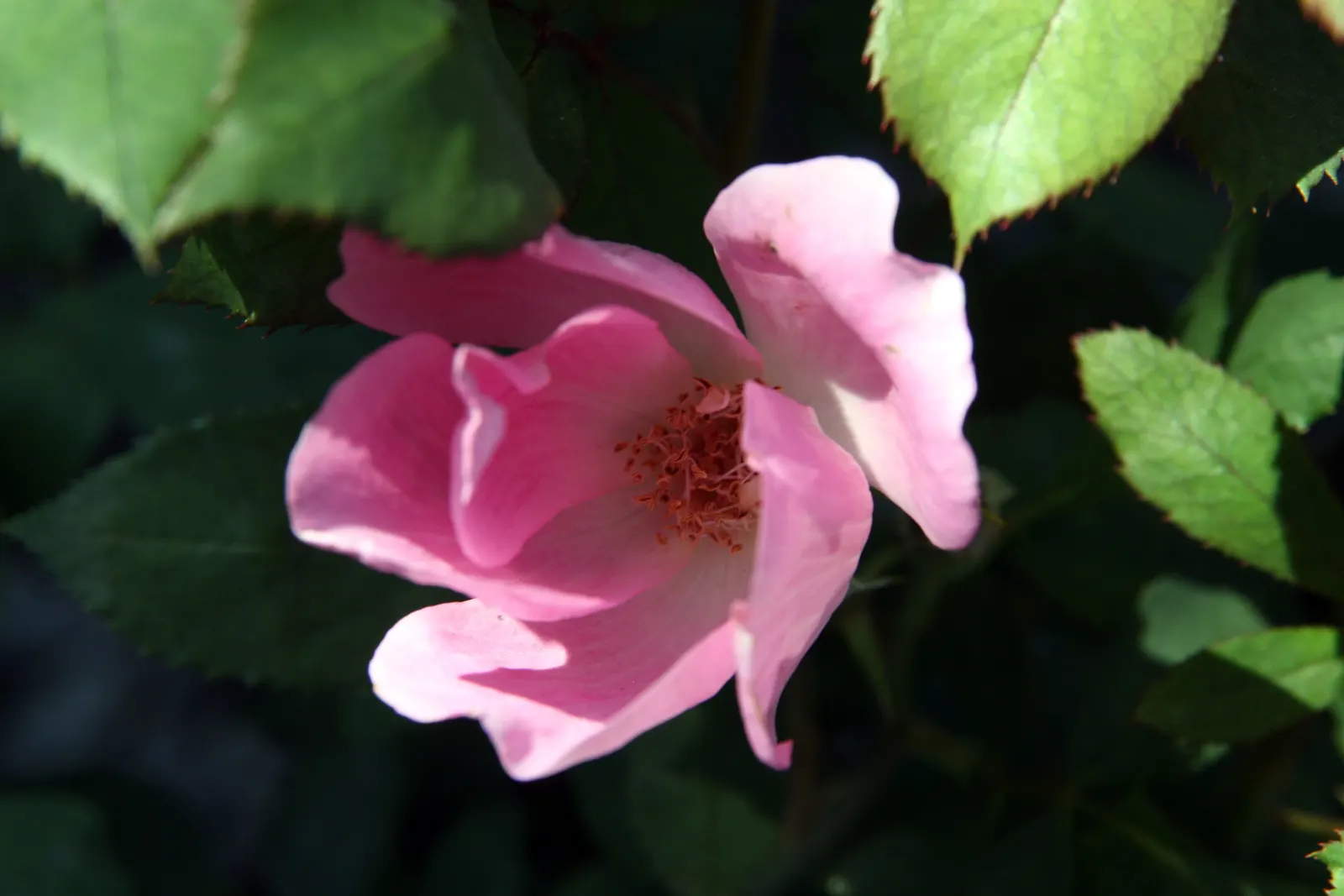 Radyod Knock Out&reg; Shrub Rose (Rosa 'Radyod' Knock Out) — ensuring lasting color in your landscape