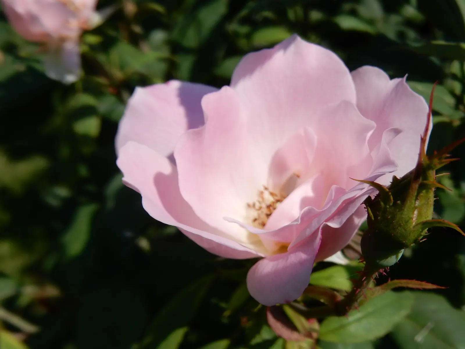 Radyod Knock Out&reg; Shrub Rose (Rosa 'Radyod' Knock Out) — opening into single or semi-double petals approximately 3 to 3.5 inches in diameter