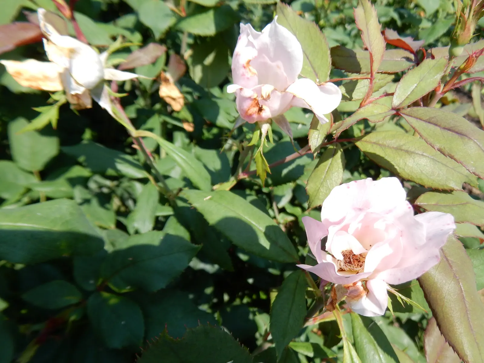Radyod Knock Out&reg; Shrub Rose (Rosa 'Radyod' Knock Out) — especially to black spot and powdery mildew
