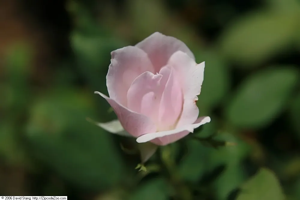 Radyod Knock Out&reg; Shrub Rose (Rosa 'Radyod' Knock Out) — Full sun exposure ensures optimal flowering performance