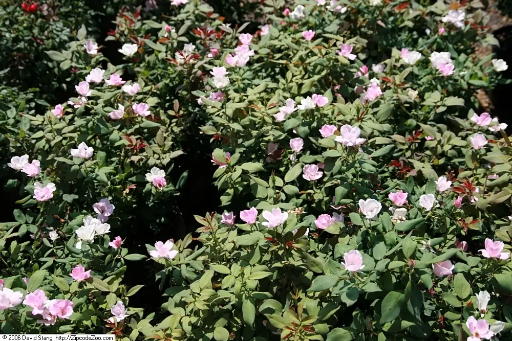 Radyod Knock Out&reg; Shrub Rose (Rosa 'Radyod' Knock Out) — classified botanically as Rosa 'Radrazz' KNOCK OUT&reg