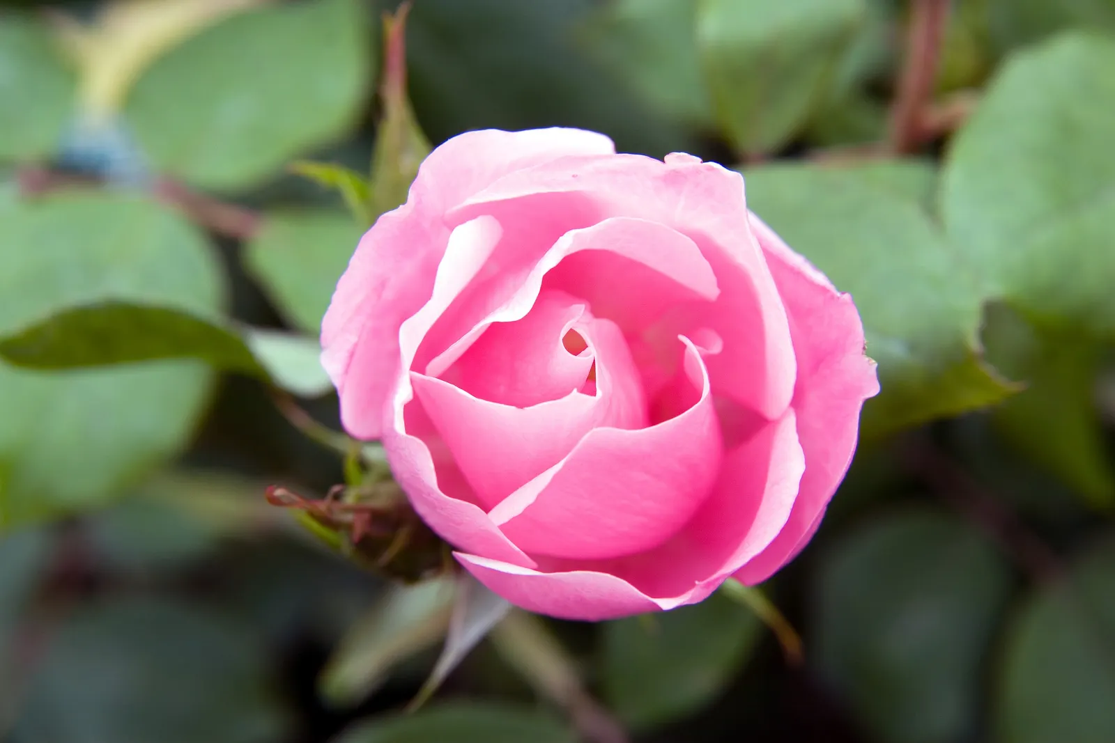 Radyod Knock Out&reg; Shrub Rose (Rosa 'Radyod' Knock Out) — Hardy in zones 5-11, it reaches 3-4 feet in height and width, making it ideal for borders or mass