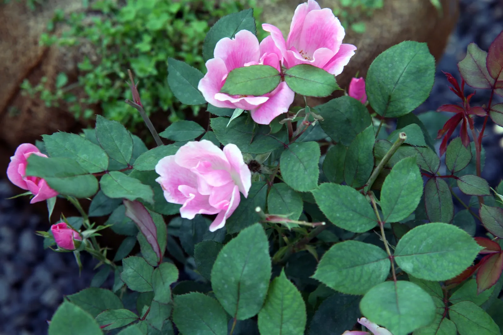 Radyod Knock Out&reg; Shrub Rose (Rosa 'Radyod' Knock Out) — The flowers emerge from attractive