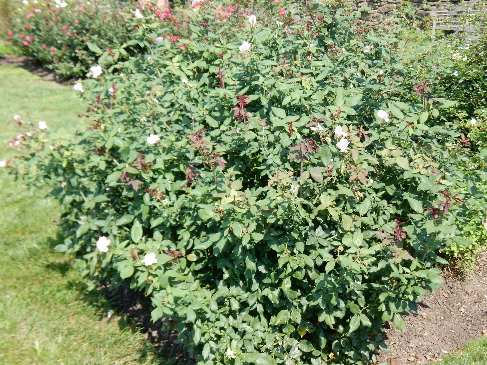 Radyod Knock Out&reg; Shrub Rose (Rosa 'Radyod' Knock Out) — reducing the need for chemical sprays