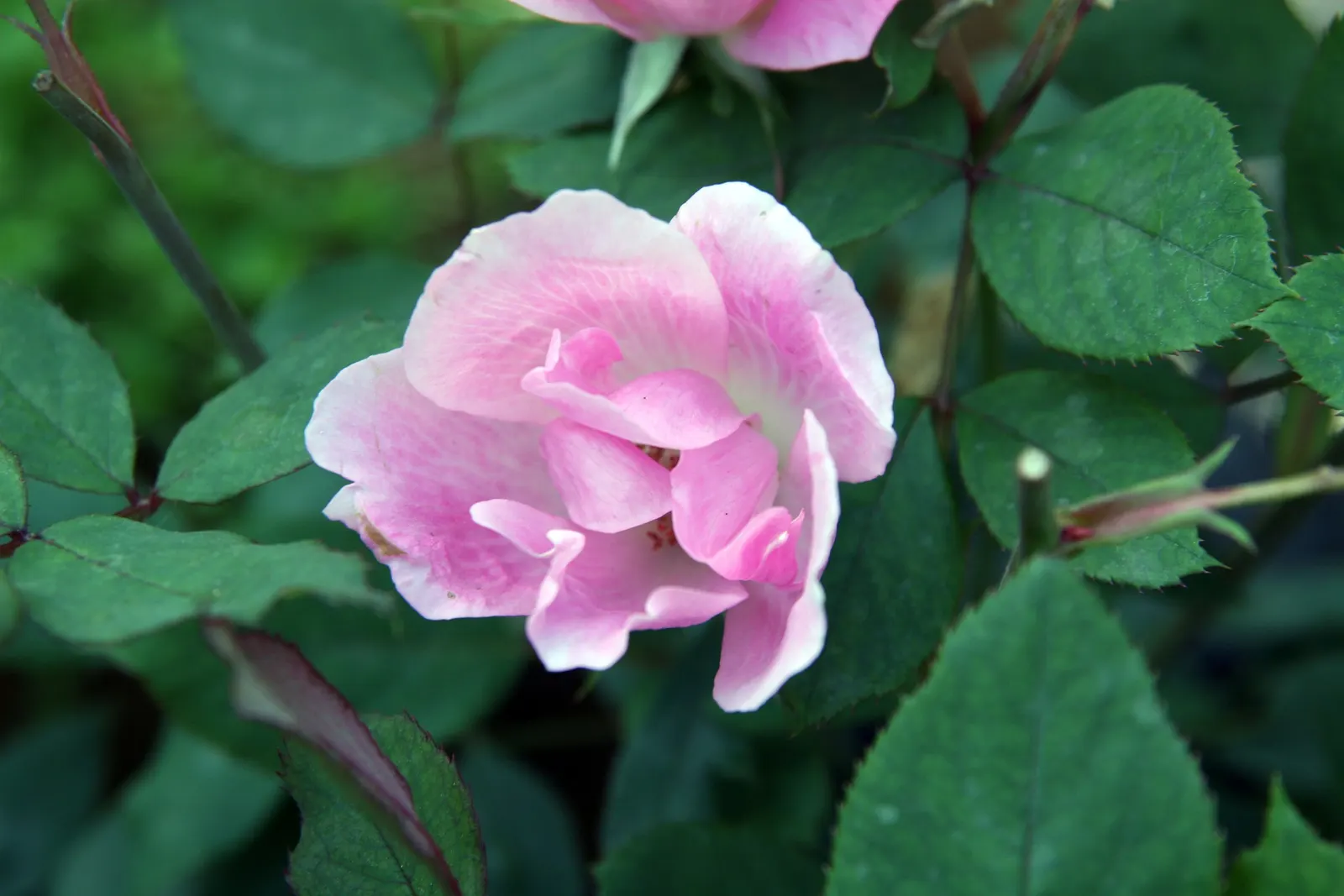 Radyod Knock Out&reg; Shrub Rose (Rosa 'Radyod' Knock Out) — The Radiant Knock Out&reg; Rose ('Radyod') is a vibrant shrub rose boasting prolific cherry red