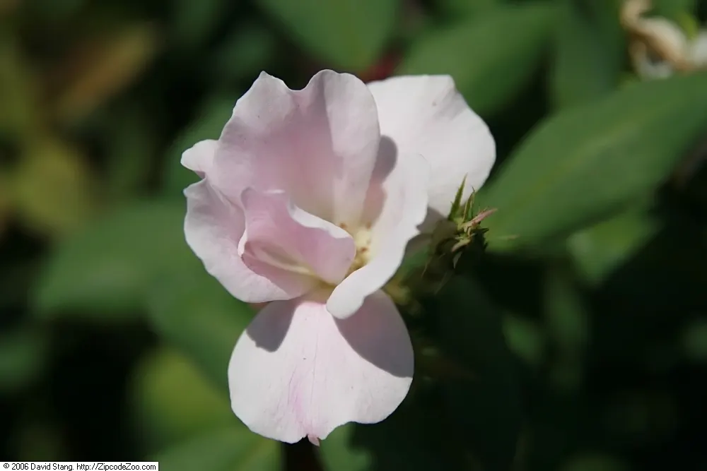 Radyod Knock Out&reg; Shrub Rose (Rosa 'Radyod' Knock Out) — The Radrazz Knock Out&reg; Shrub Rose