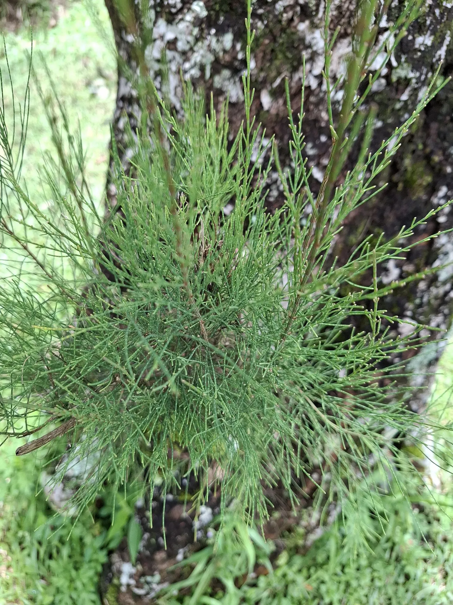 Coast Beefwood (Casuarina stricta) — Its fine texture and ability to withstand strong winds make it ideal for screens or windbreaks