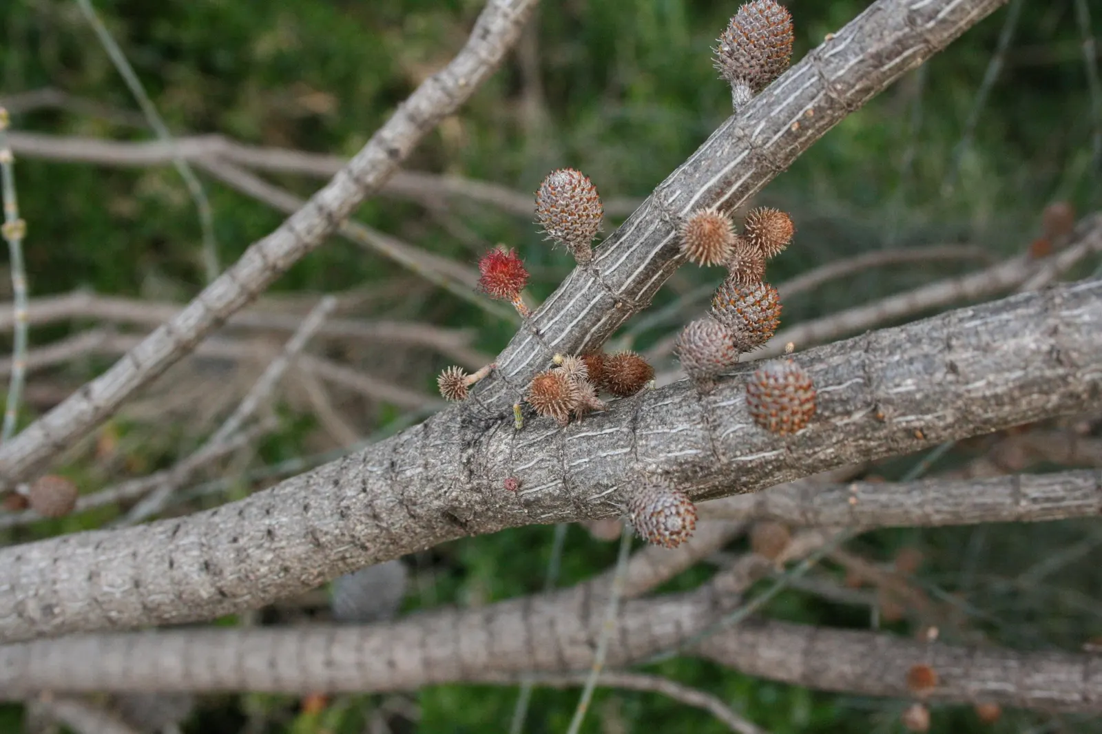 Coast Beefwood (Casuarina stricta) — This species boasts a fine-textured