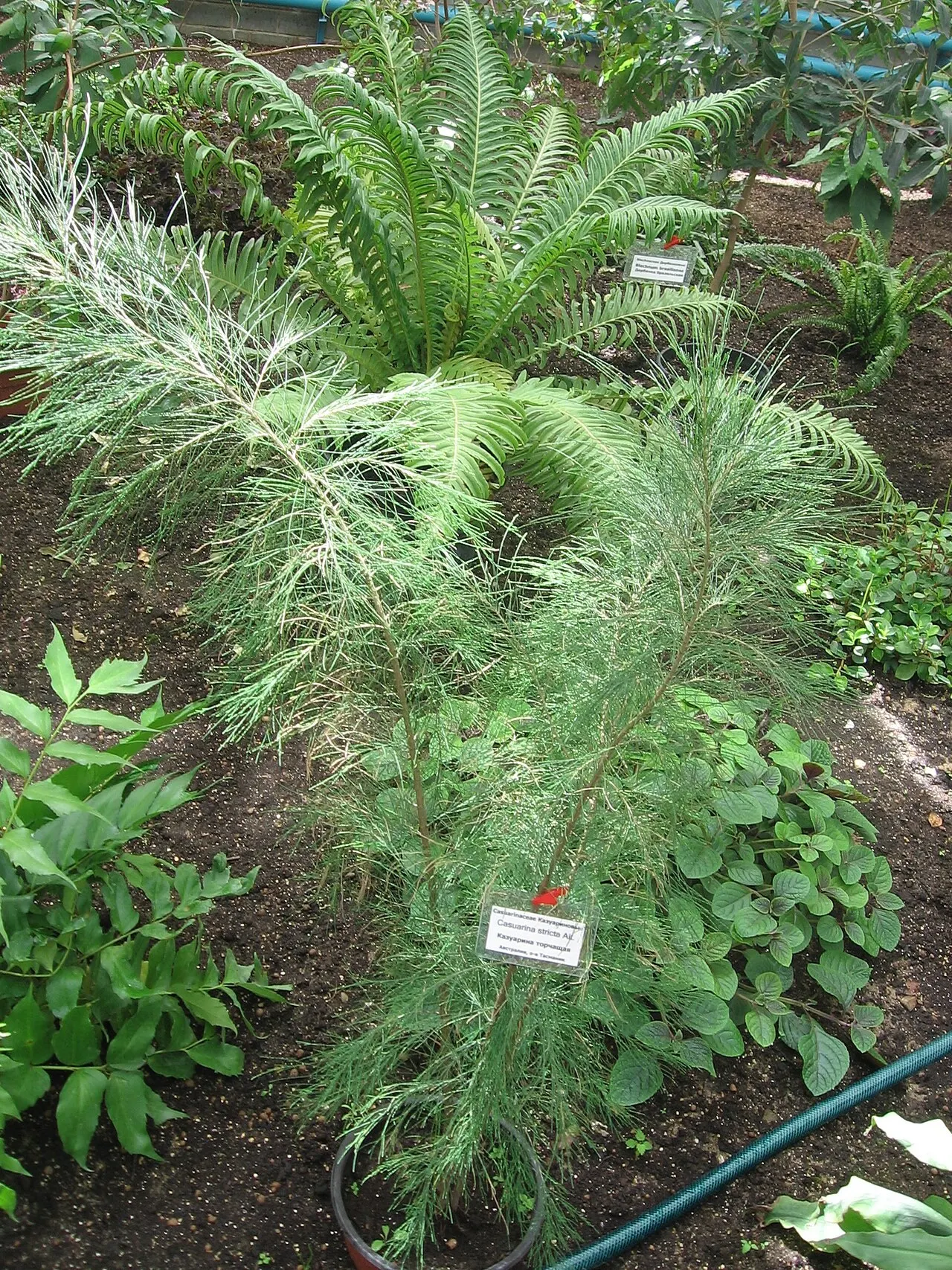 Coast Beefwood (Casuarina stricta) — depending on environmental conditions