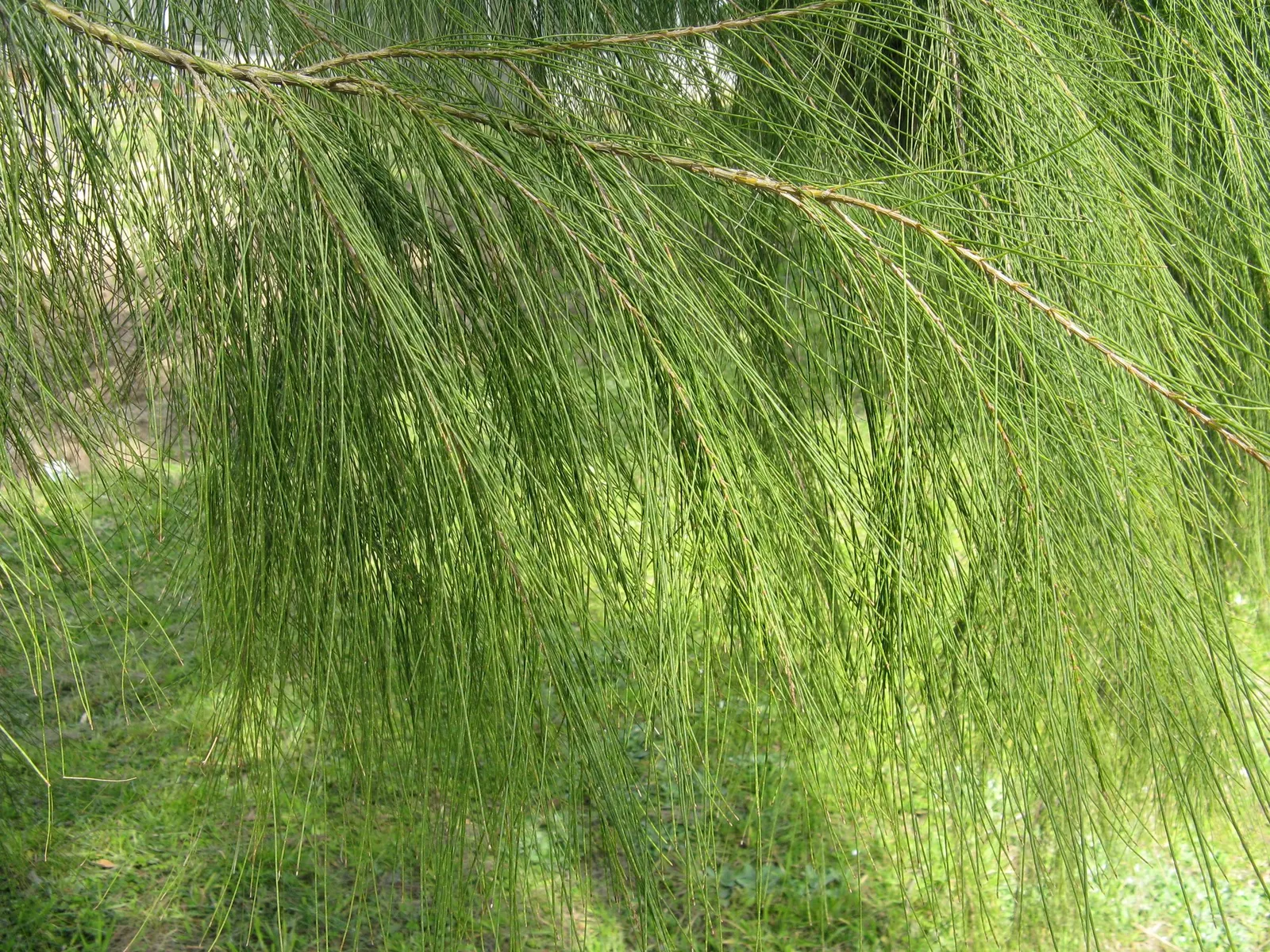 Coast Beefwood (Casuarina stricta) — creating an appealing contrast throughout the year.<br><br>Standing upright with a majestic