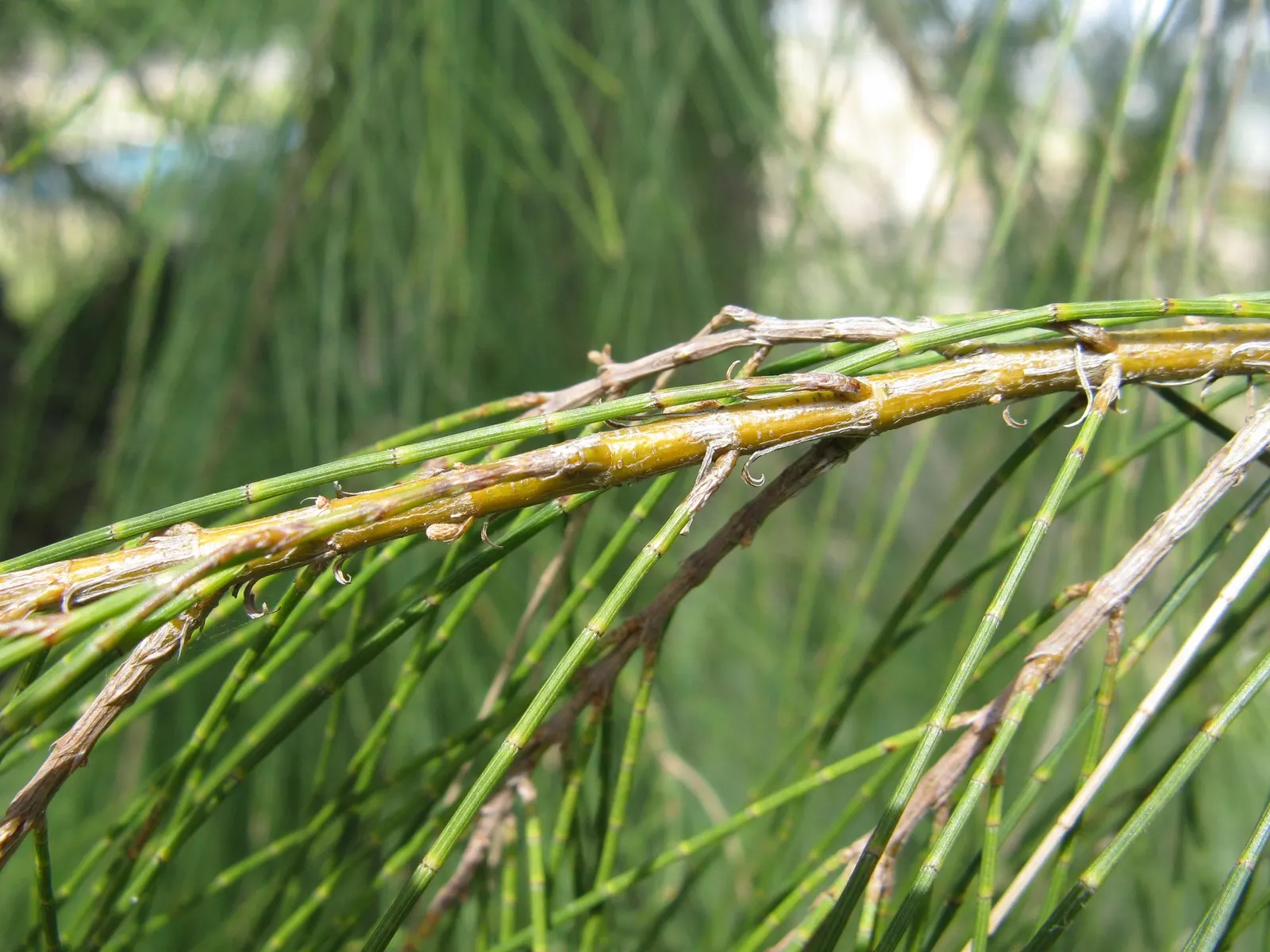 Coast Beefwood (Casuarina stricta) — the Coast Beefwood can reach heights of up to 30-40 feet with canopy widths spanning 15-20 feet at maturity