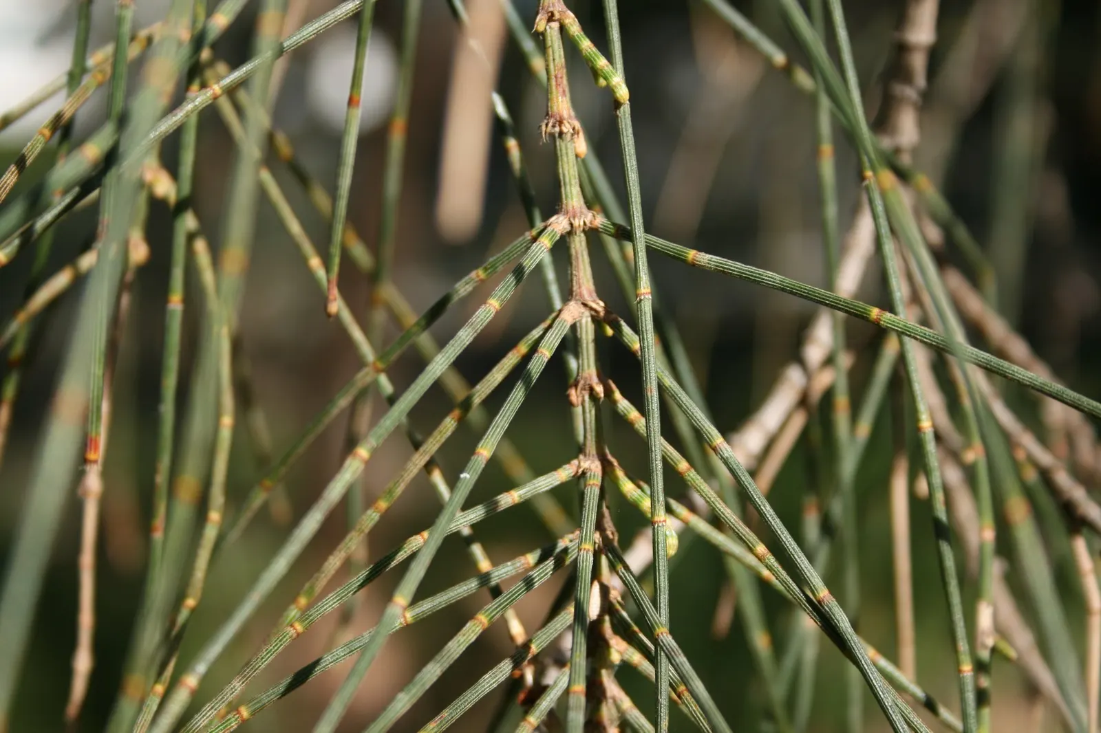 Coast Beefwood (Casuarina stricta) — Beefwoods require minimal maintenance once established