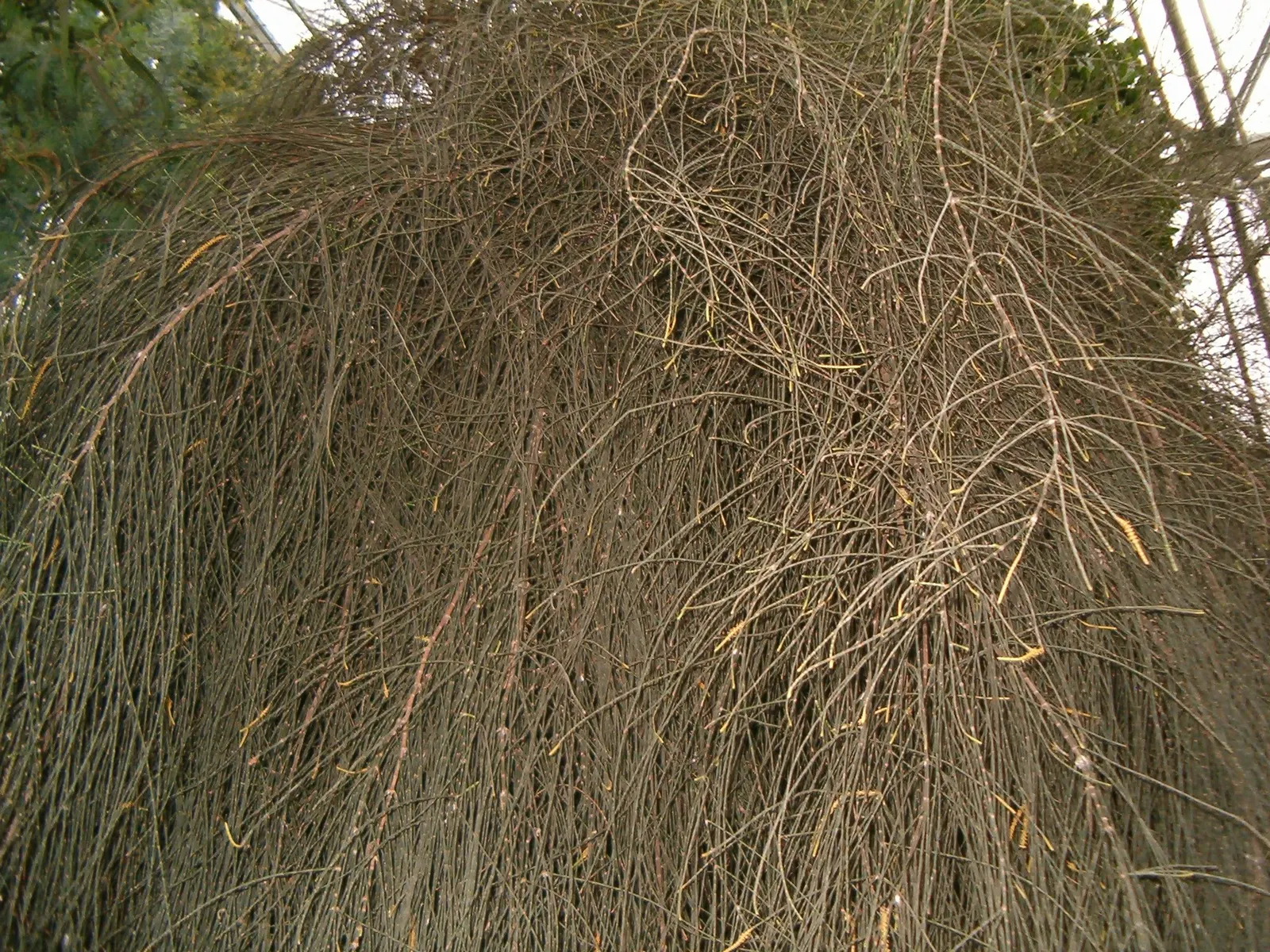 Coast Beefwood (Casuarina stricta) — approximately 13-24 inches per year