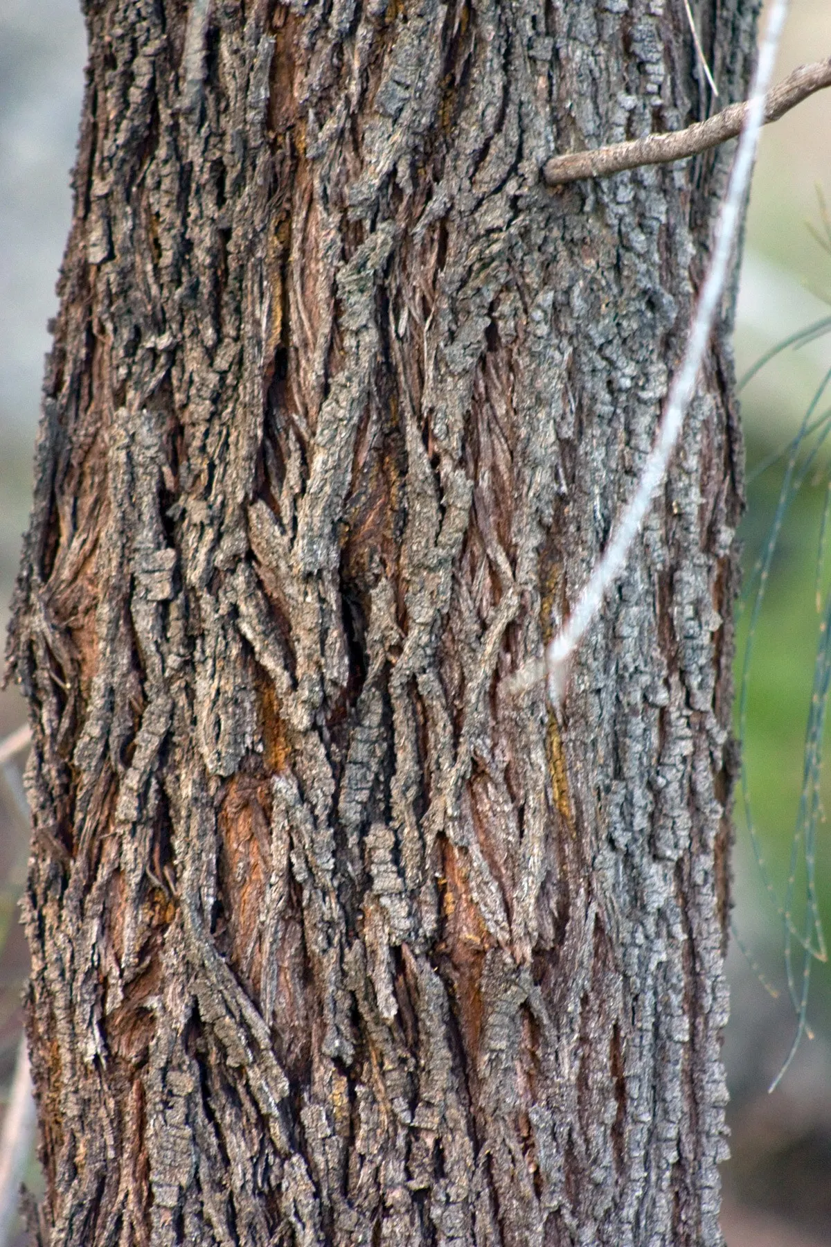 Coast Beefwood (Casuarina stricta) — The tree's bark is characteristically rough and furrowed