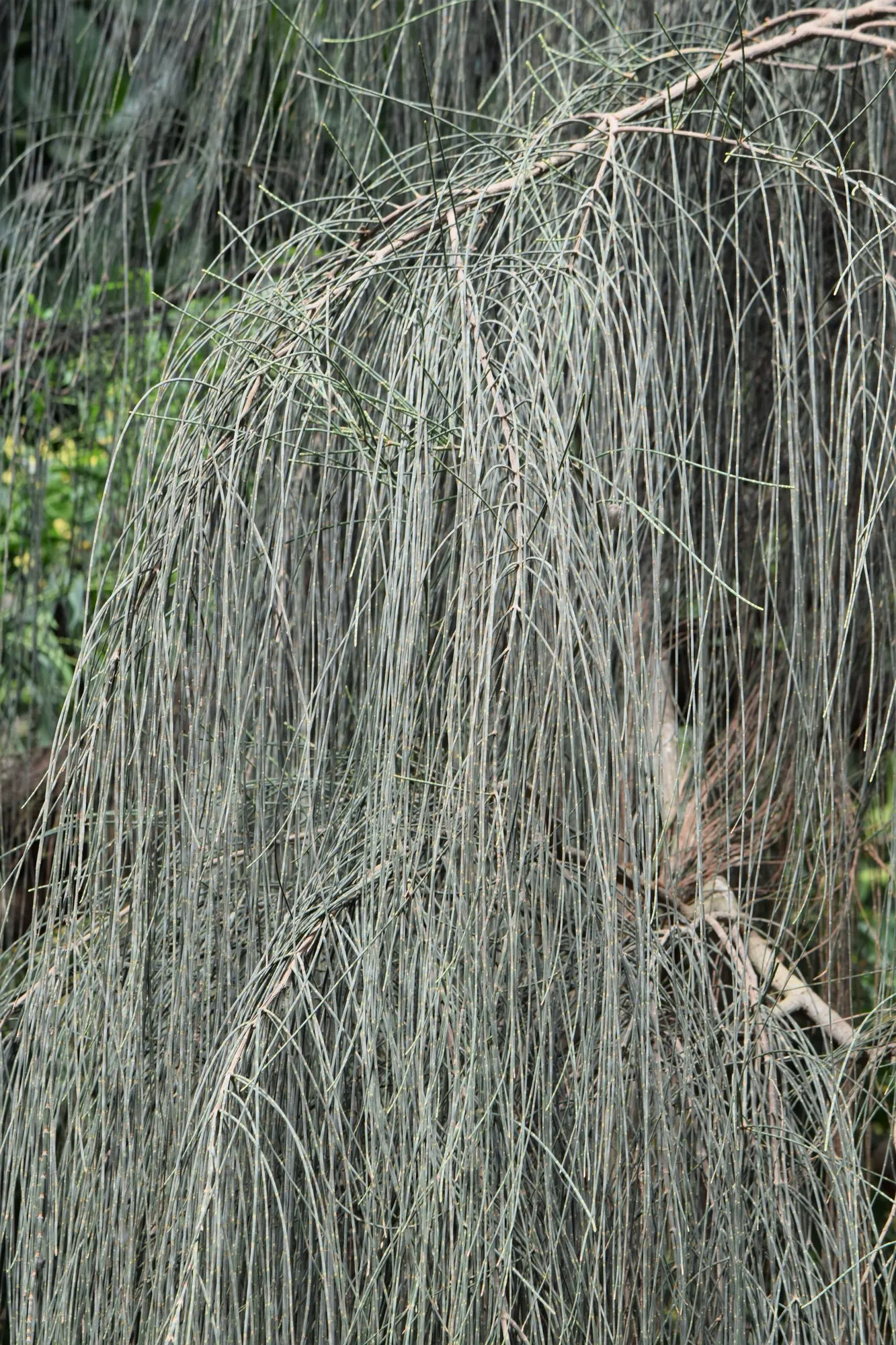Coast Beefwood (Casuarina stricta) — It reaches up to 45 feet in height, featuring needle-like foliage and a conical form