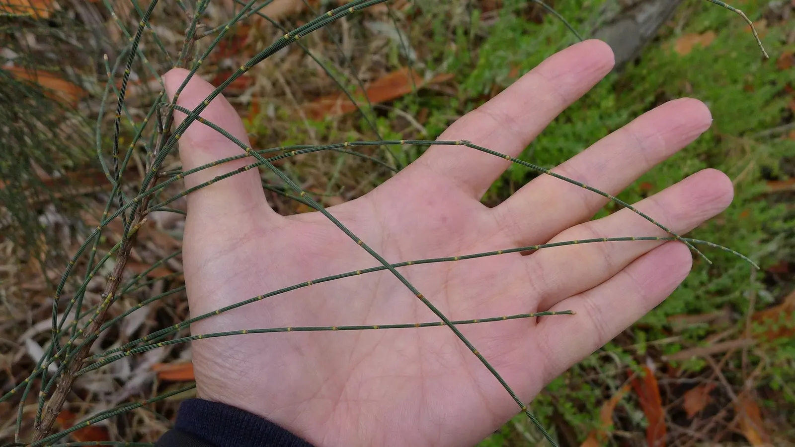 Coast Beefwood (Casuarina stricta) — as long as the location ensures adequate drainage