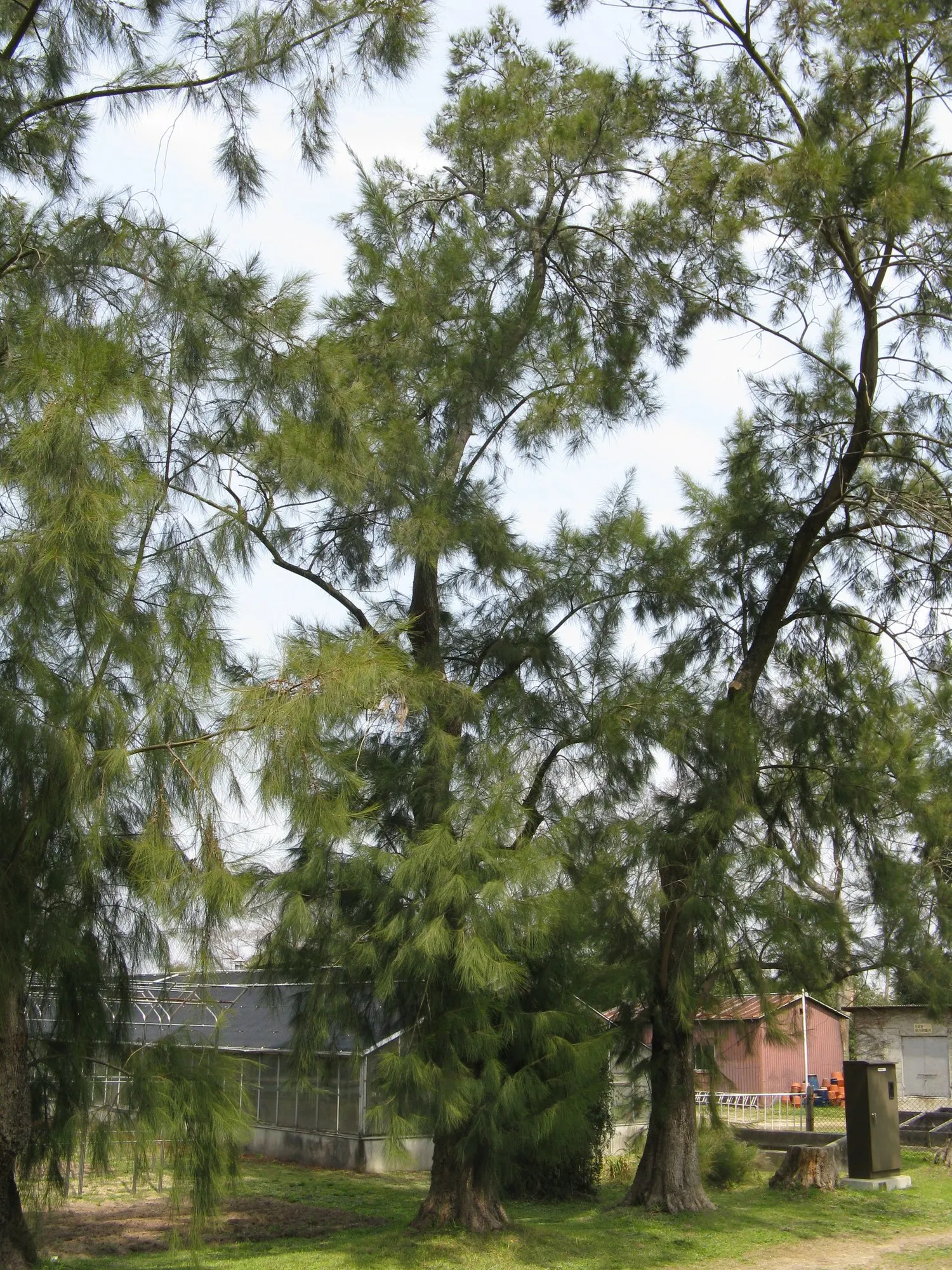Coast Beefwood (Casuarina stricta) — This tree species has a growth rate that ranges from moderate to rapidly fast