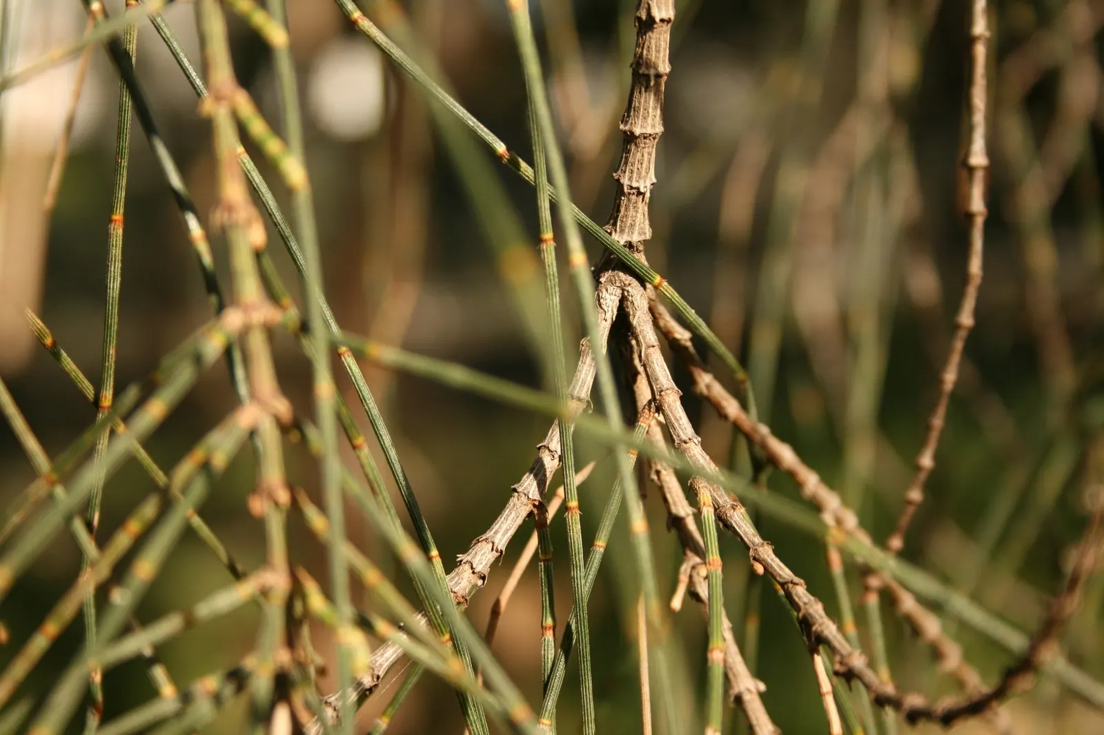 Coast Beefwood (Casuarina stricta) — proving to be a resilient choice for coastal landscapes