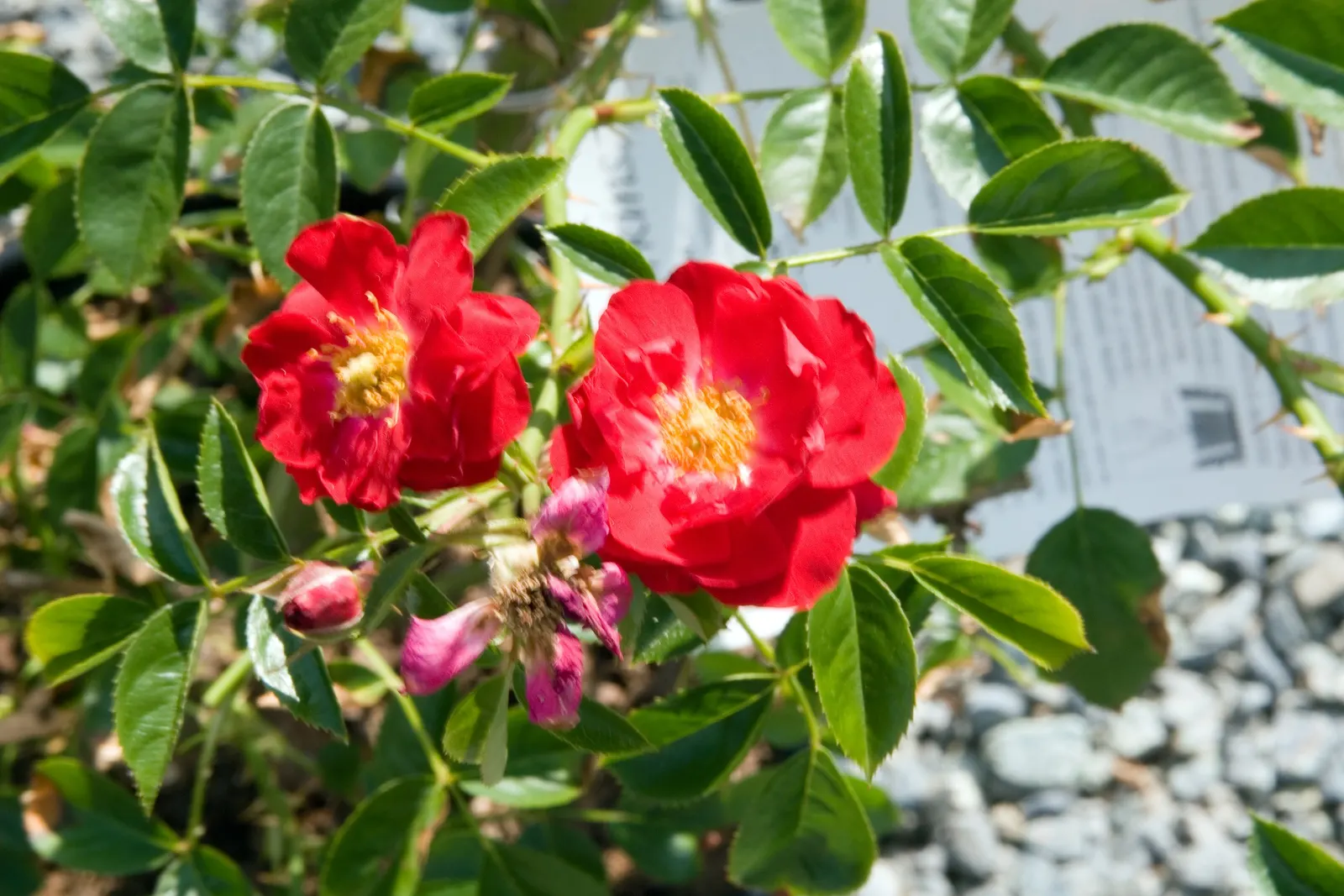 Red Ribbons Rose (Rosa 'Red Ribbons') — The Rosa 'Red Ribbons' is a vibrant addition to any garden