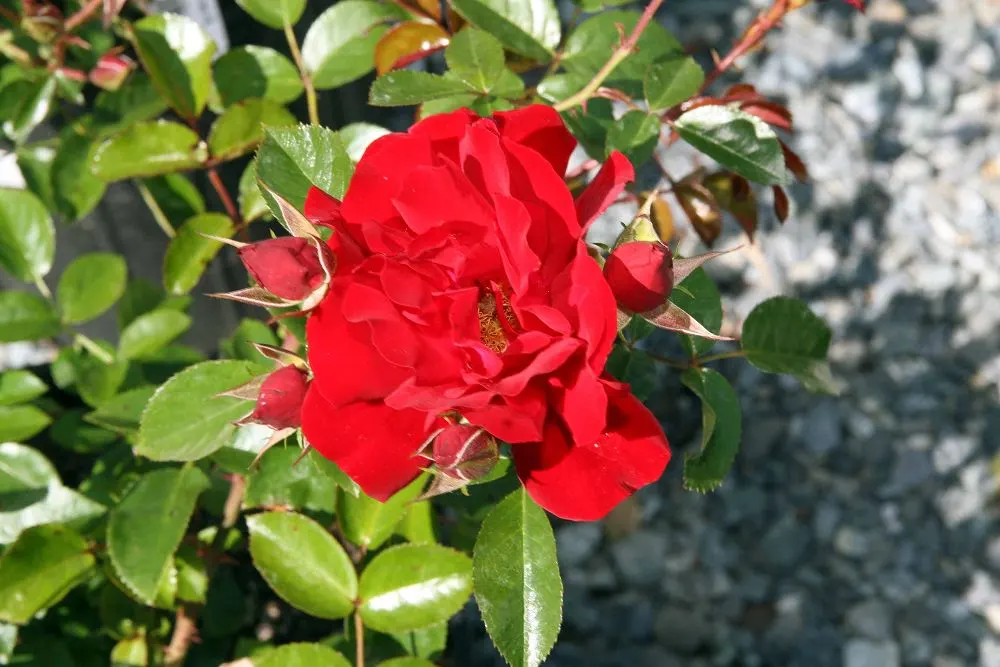 Red Ribbons Rose (Rosa 'Red Ribbons') — ideal for borders or slopes