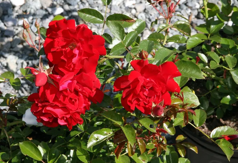 Red Ribbons Rose (Rosa 'Red Ribbons') — Rosa 'Red Ribbons' is a vibrant ground cover rose, notable for its profusion of red, semi-double blooms